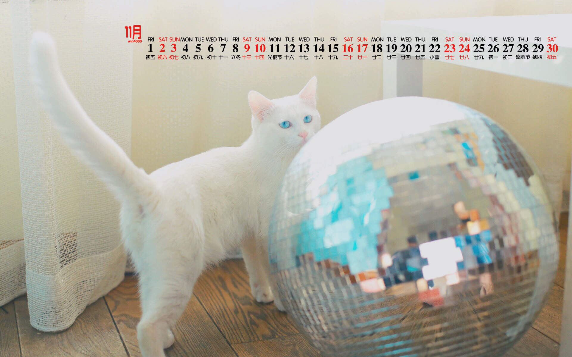 可爱黑猫高清动物图片合集宽屏电脑桌面壁纸下载第一辑图片