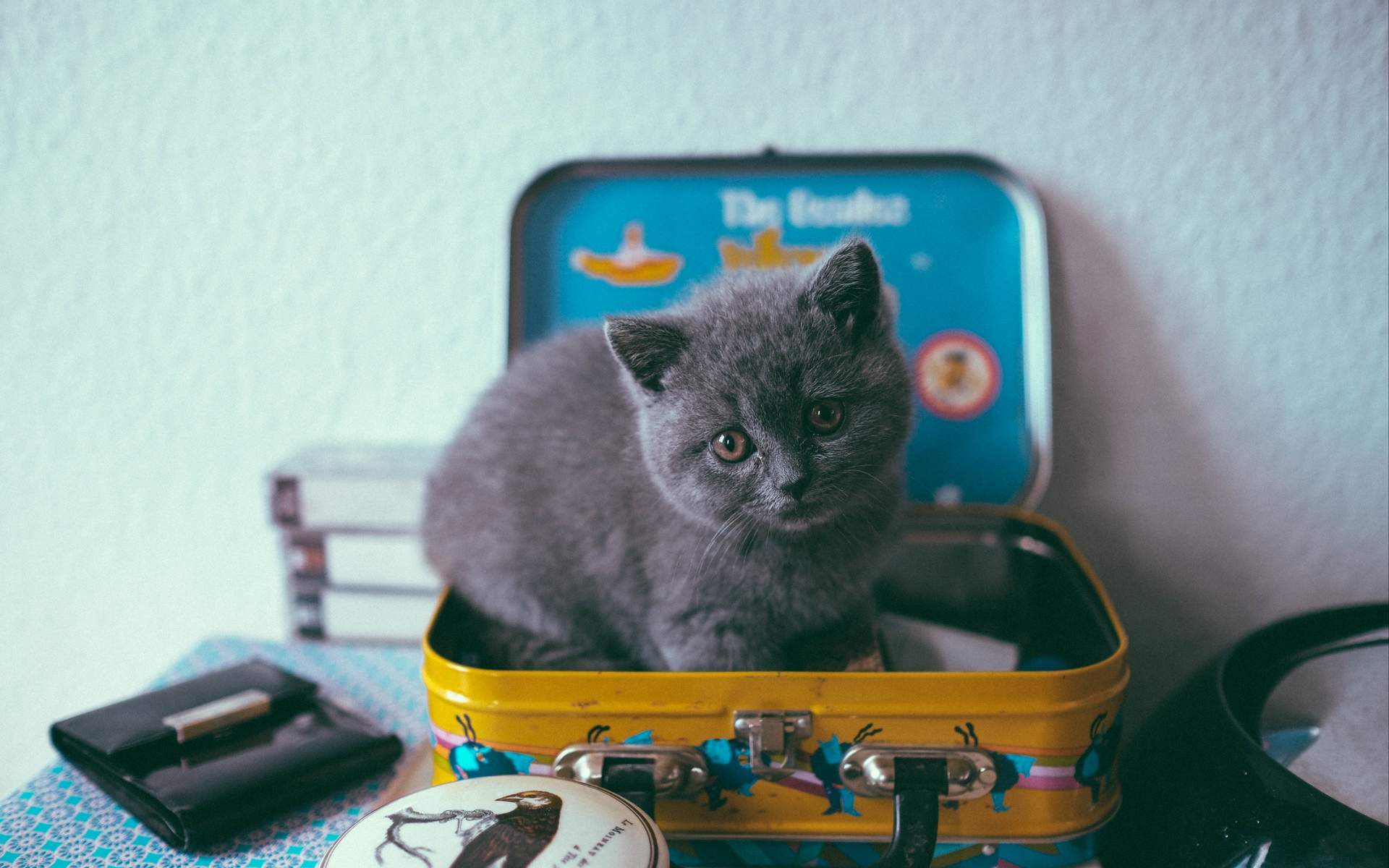 90后性感小猫咪写真图片