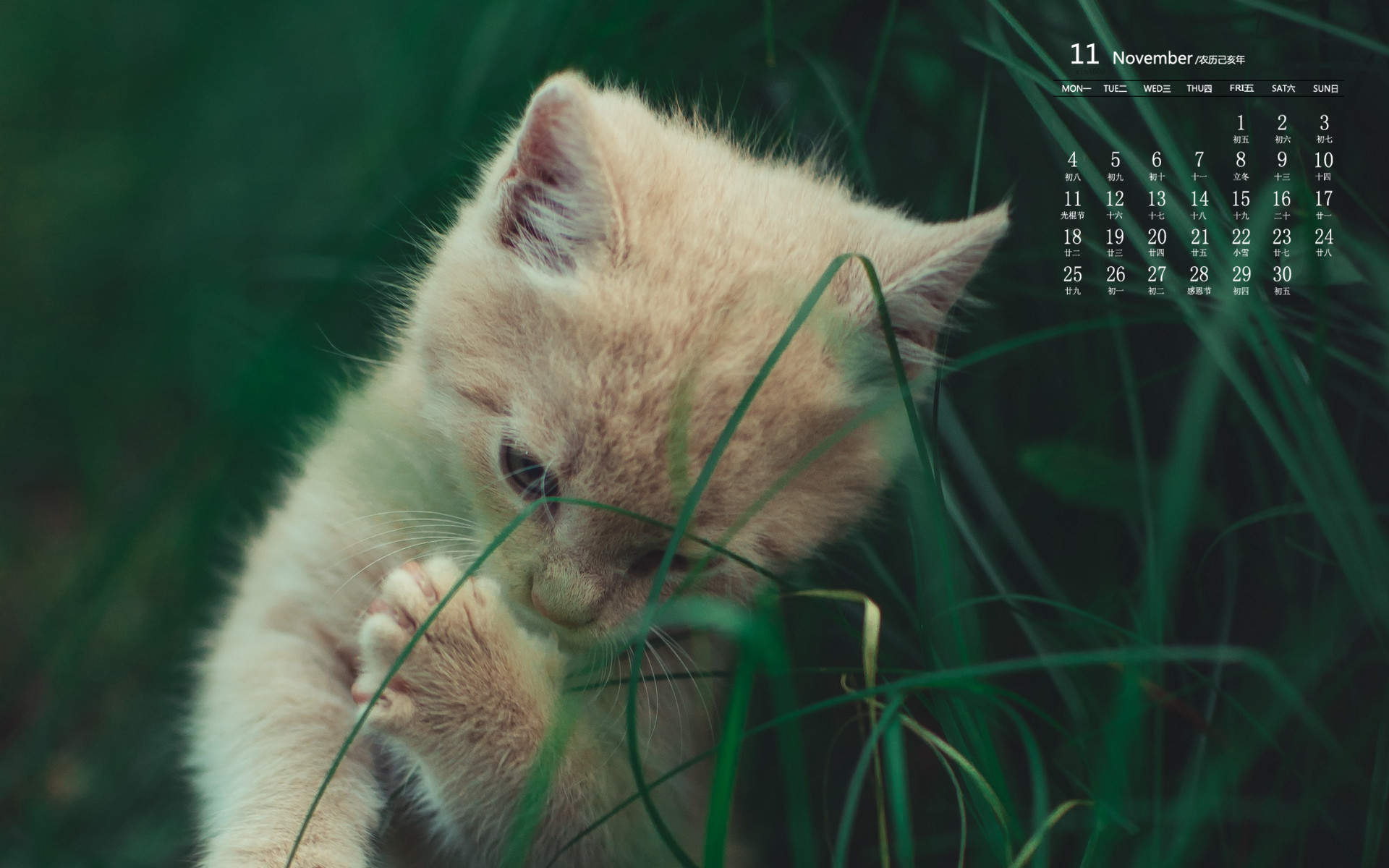 宠物搞笑图片：和植物一起生长的可爱猫咪图片图片