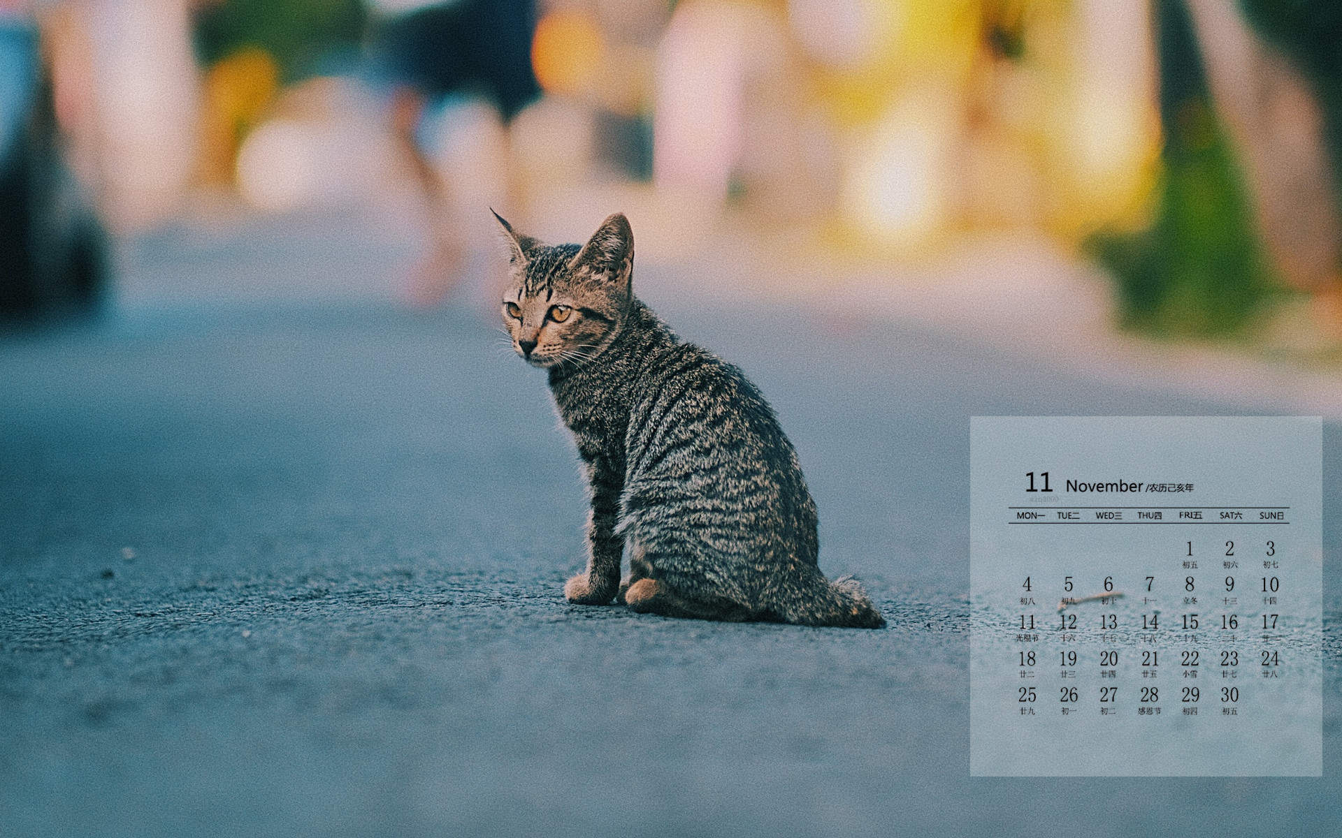 可爱猫咪图片图片