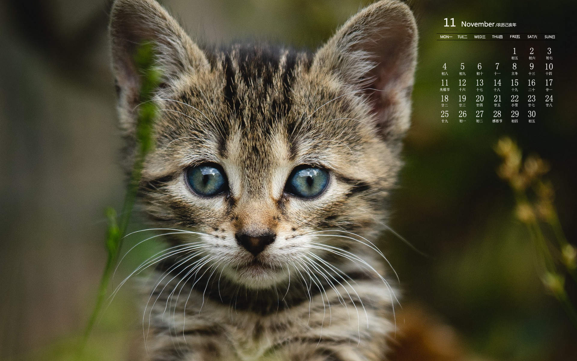 宠物搞笑图片：和植物一起生长的可爱猫咪图片图片