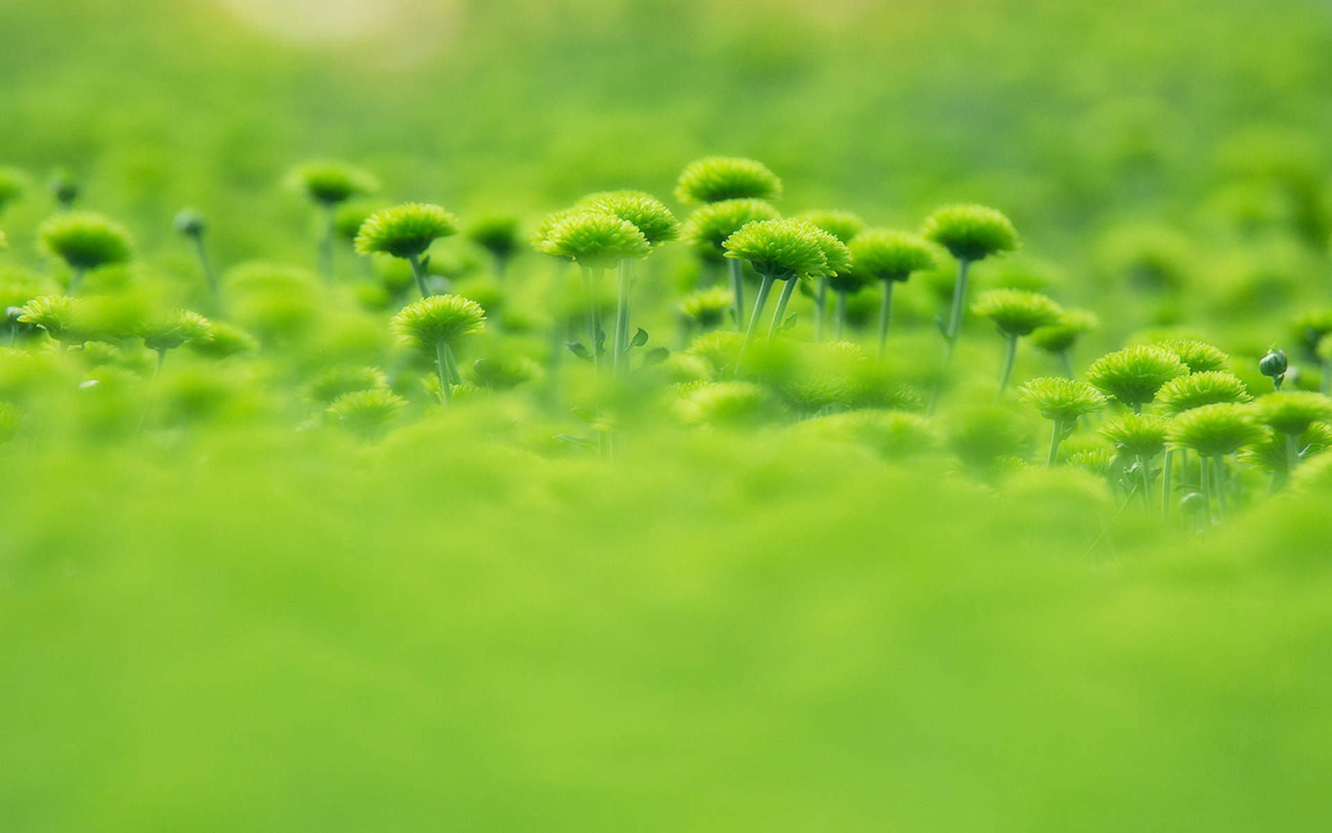 菊花图片