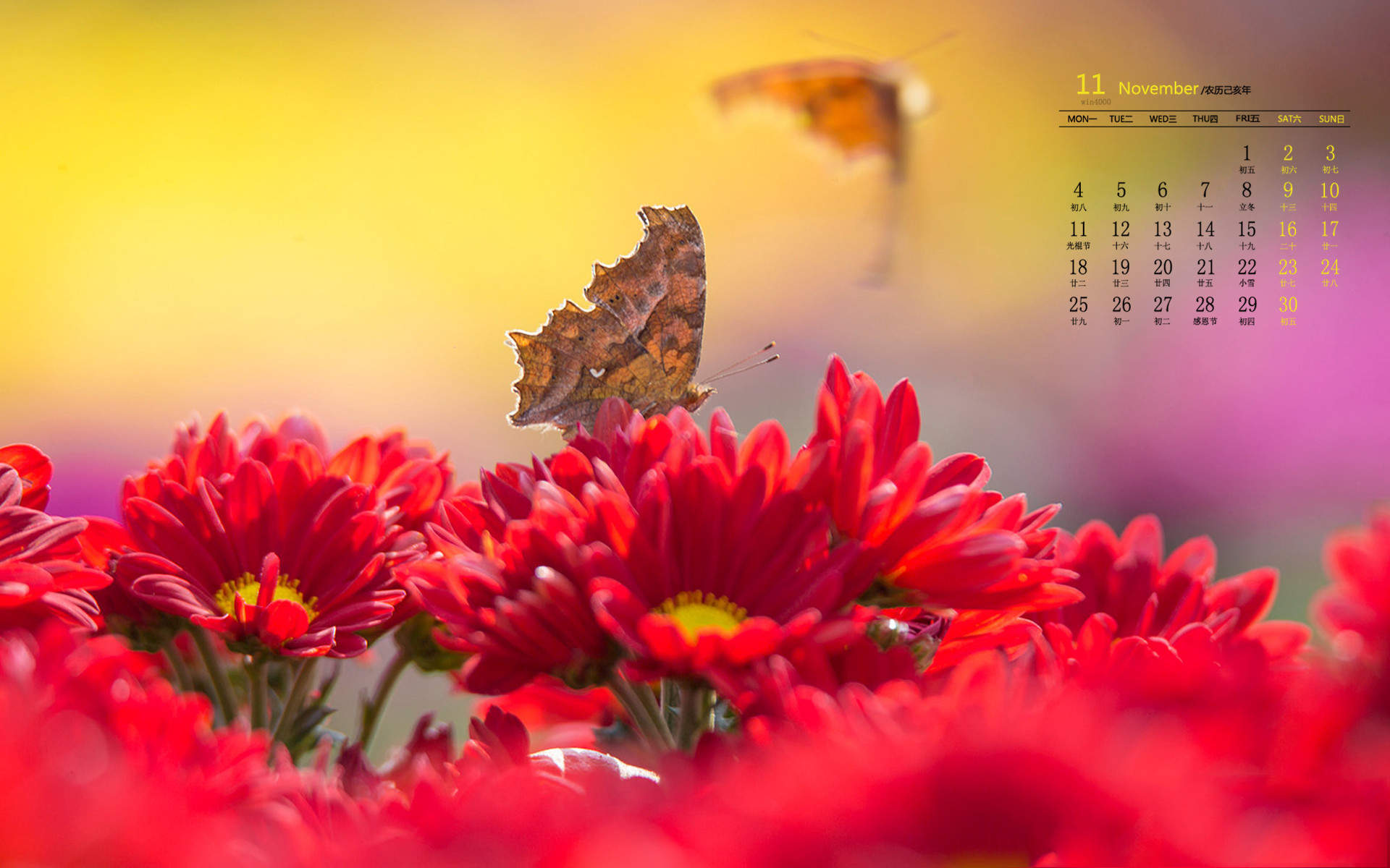 精选菊花图片高清电脑桌面壁纸图片