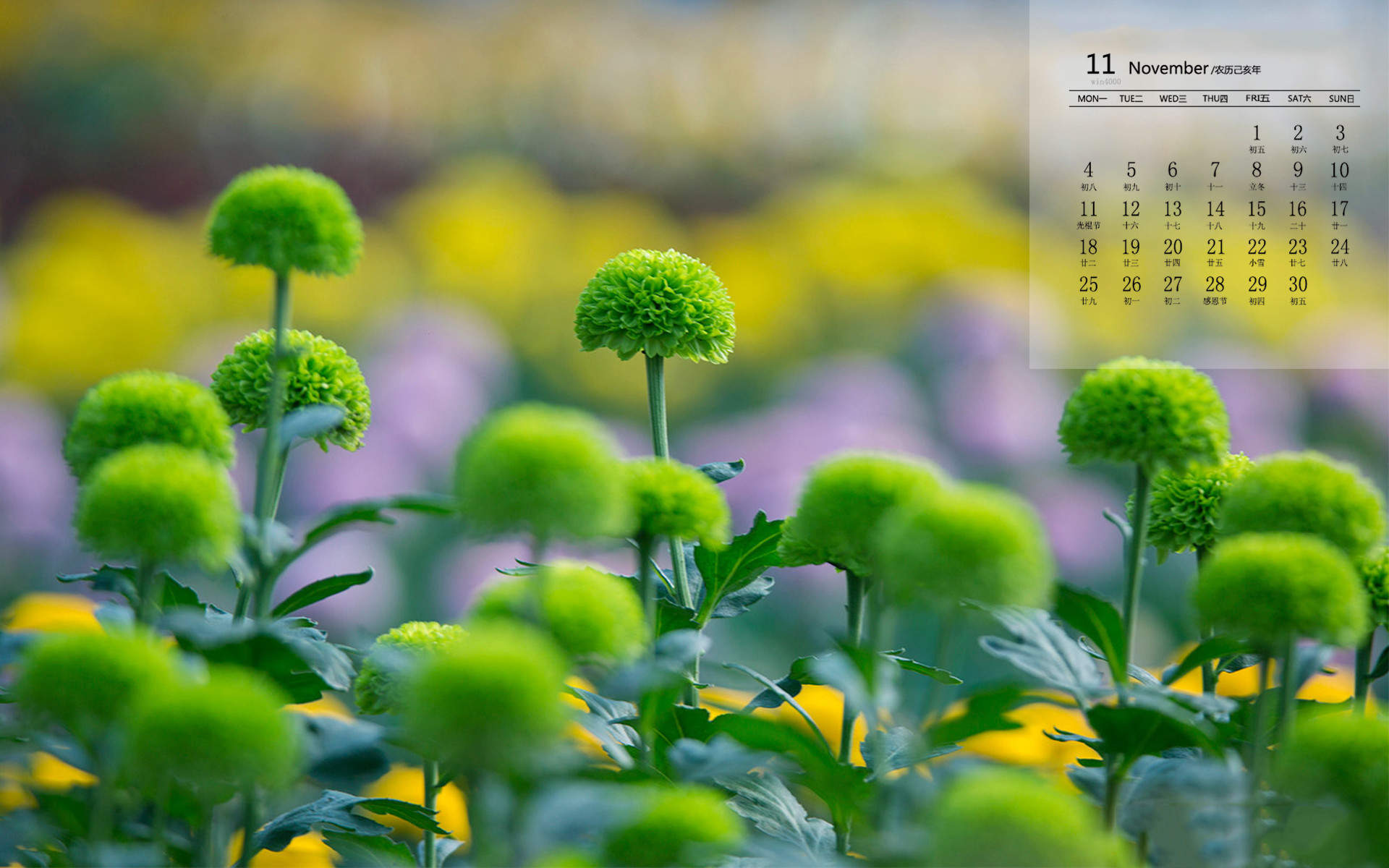 菊花图片