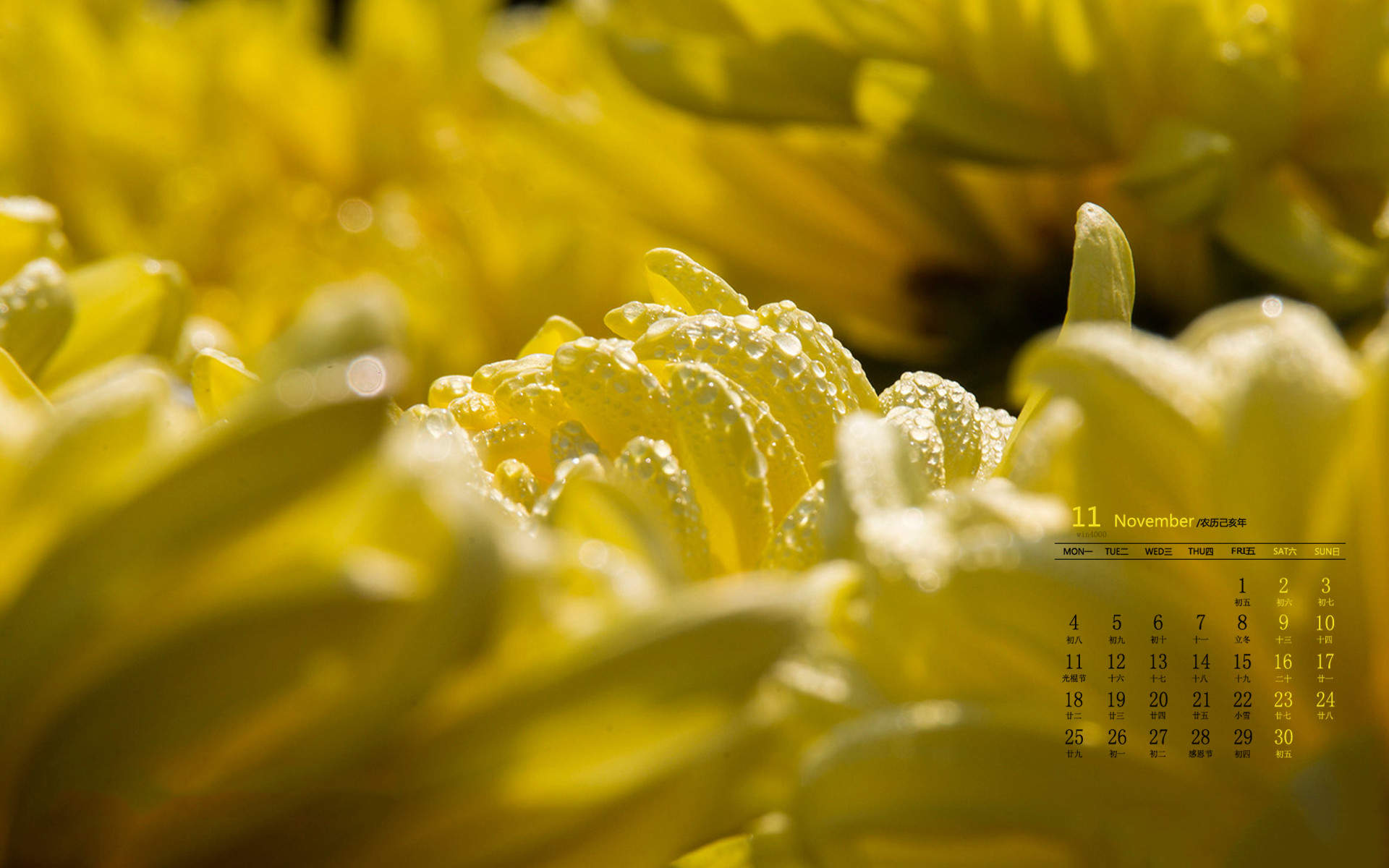 大滨菊花图片  大滨菊图片  大滨菊植物图片图片