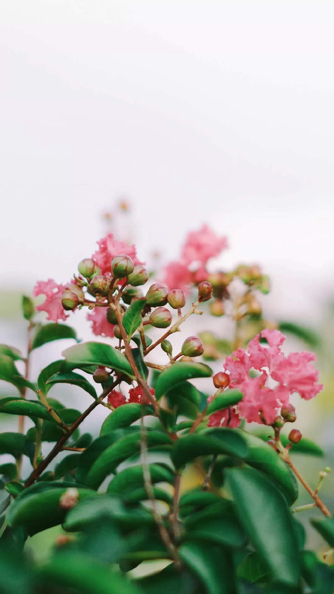 绿色植物图片