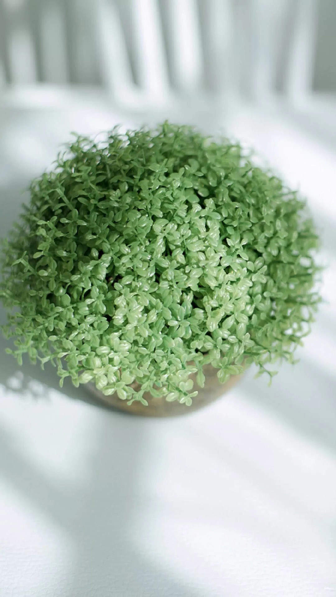 绿色植物图片