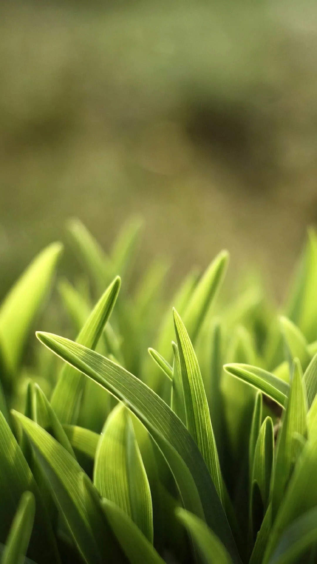 绿色植物图片