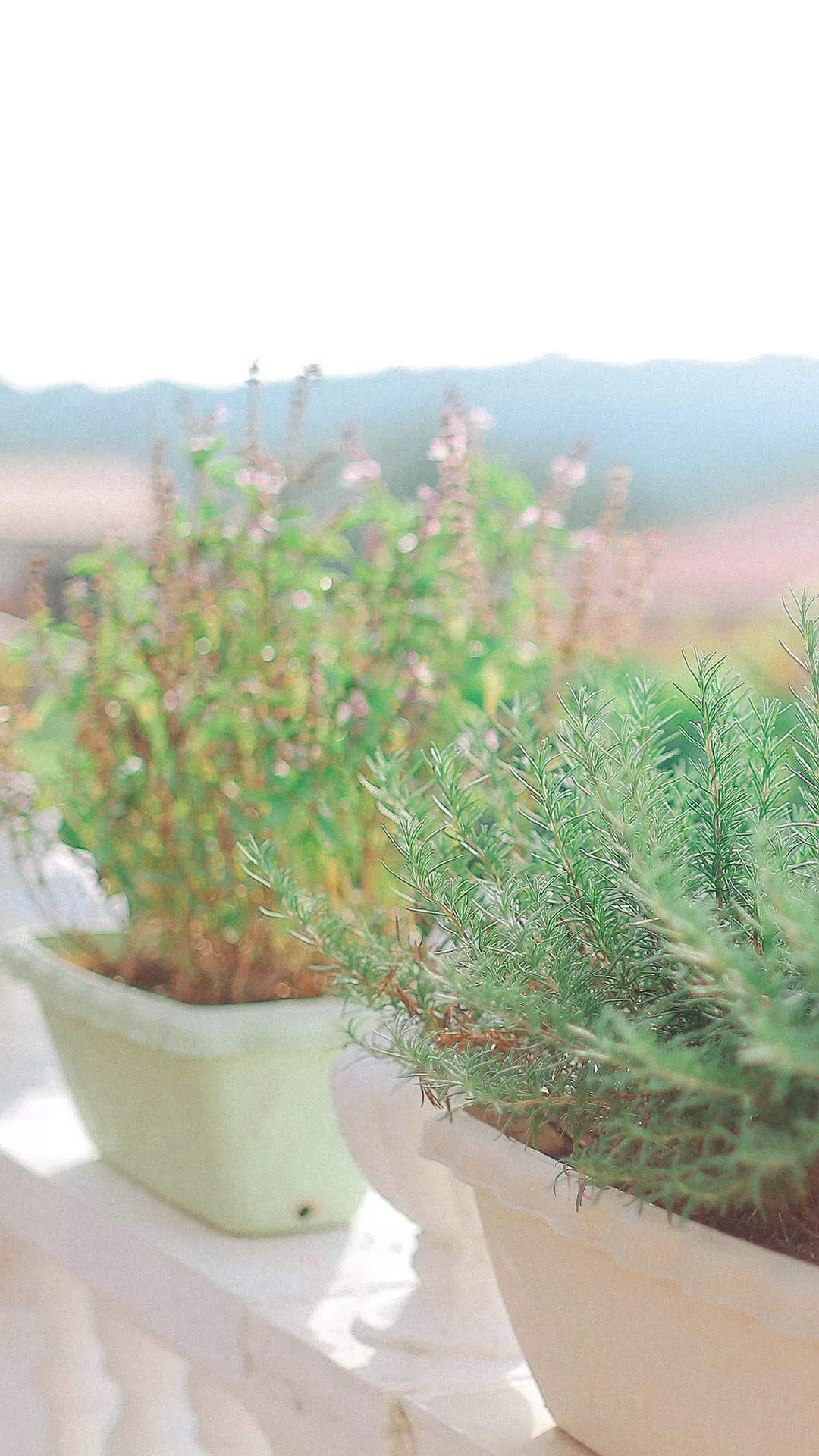 绿色植物高清护眼桌面壁纸图片