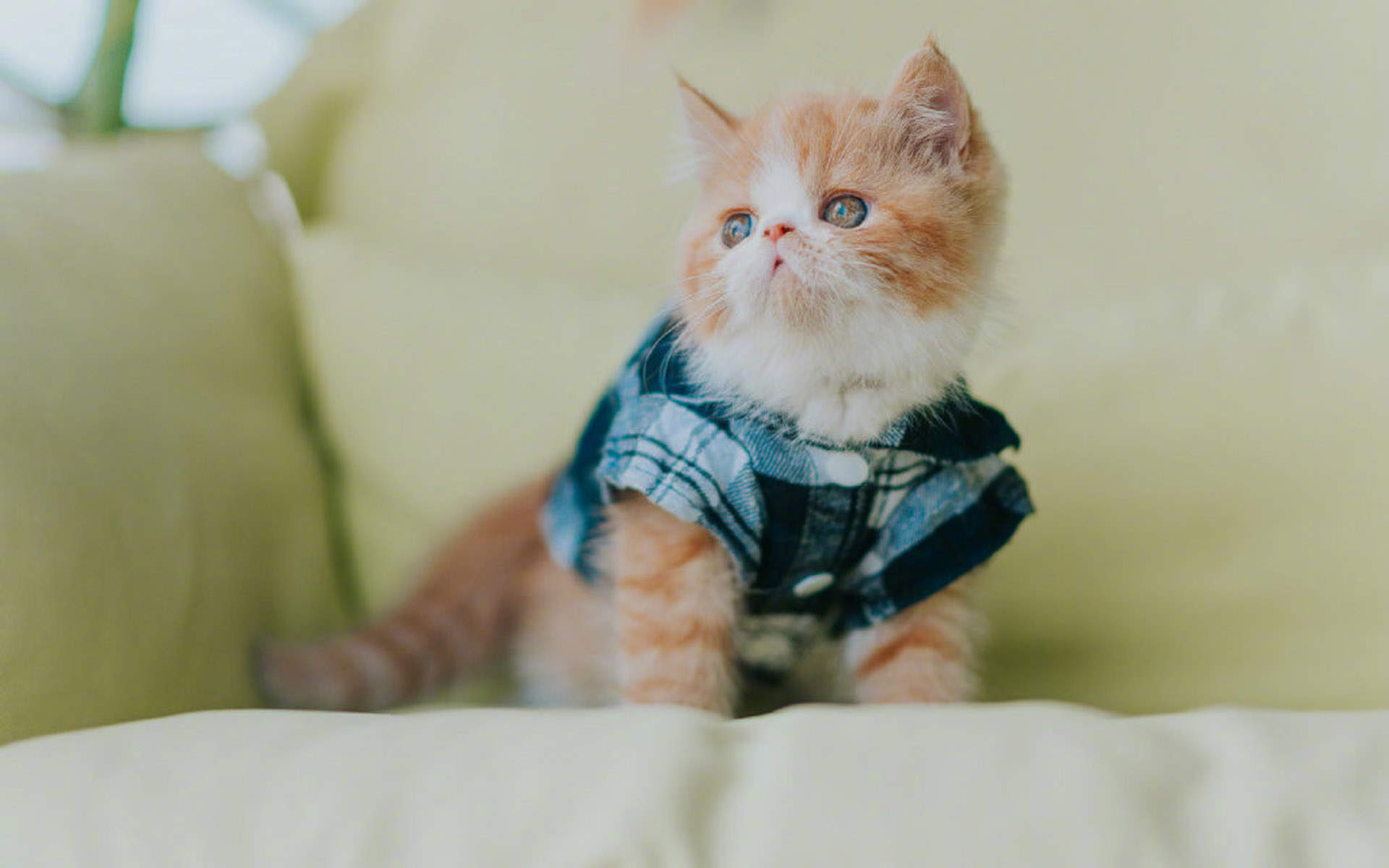 90后性感小猫咪写真图片