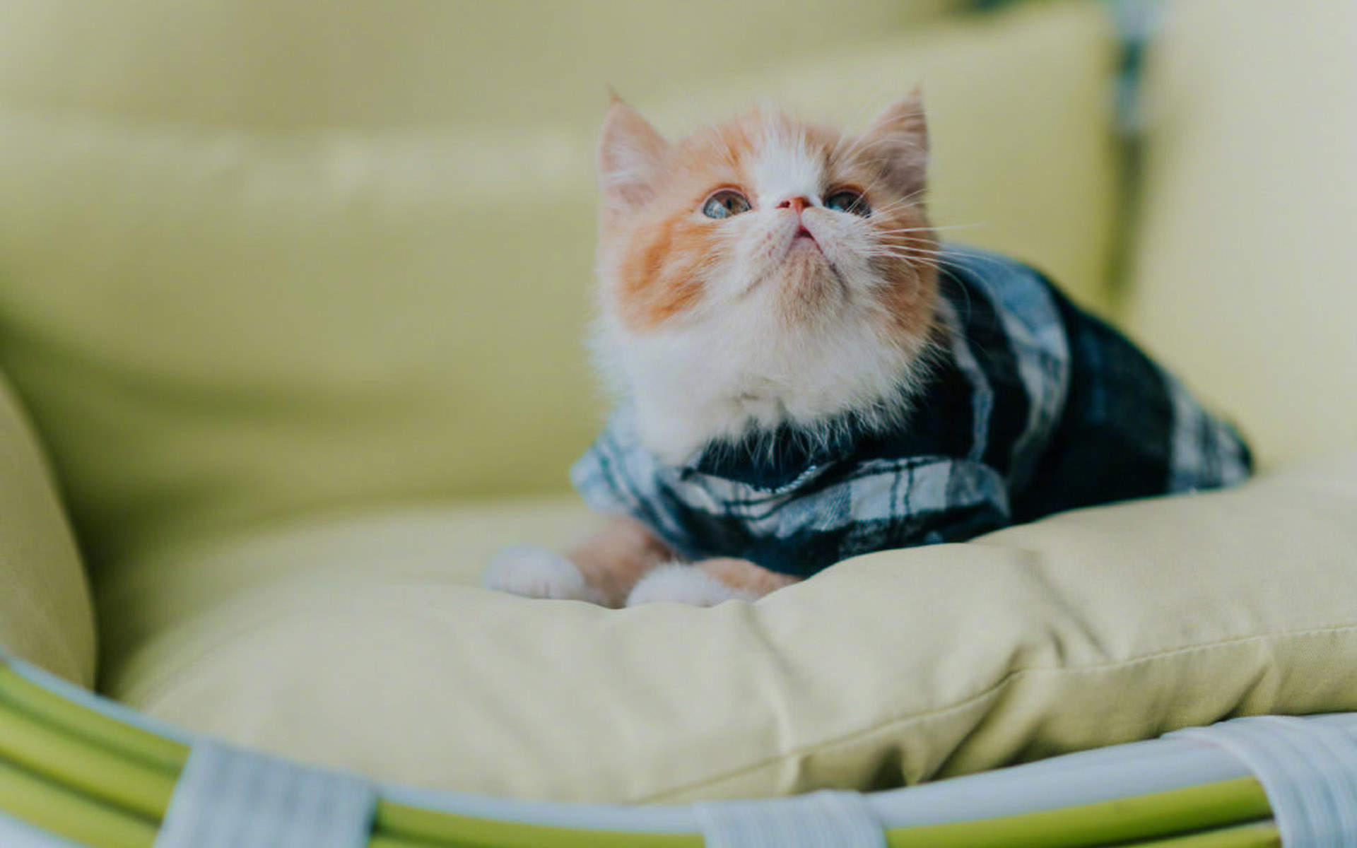 可爱卡通小猫咪高清图片手机壁纸图片