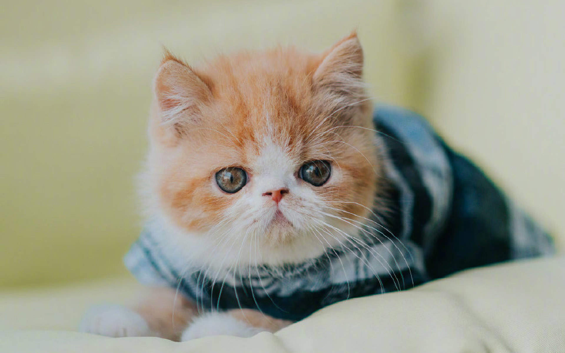 可爱卡通小猫咪高清图片手机壁纸图片