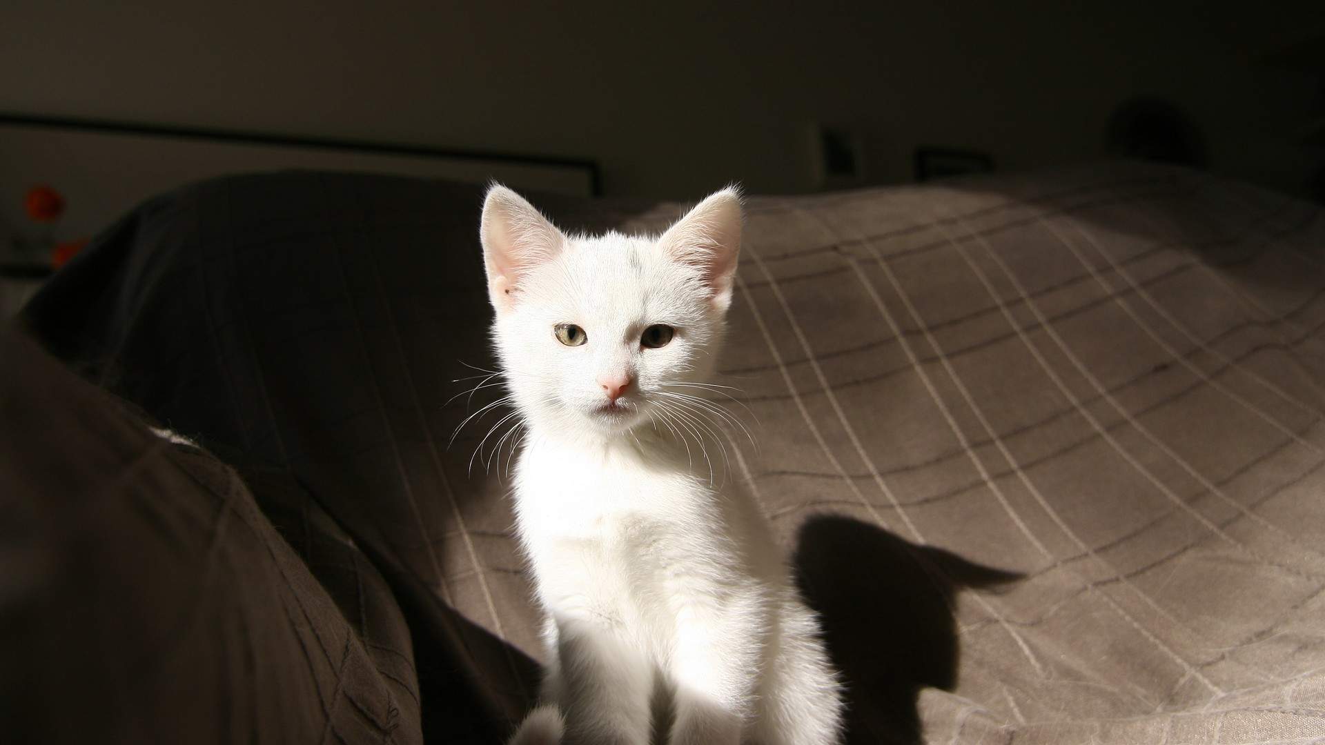 超可爱小猫图片高清手机壁纸图片