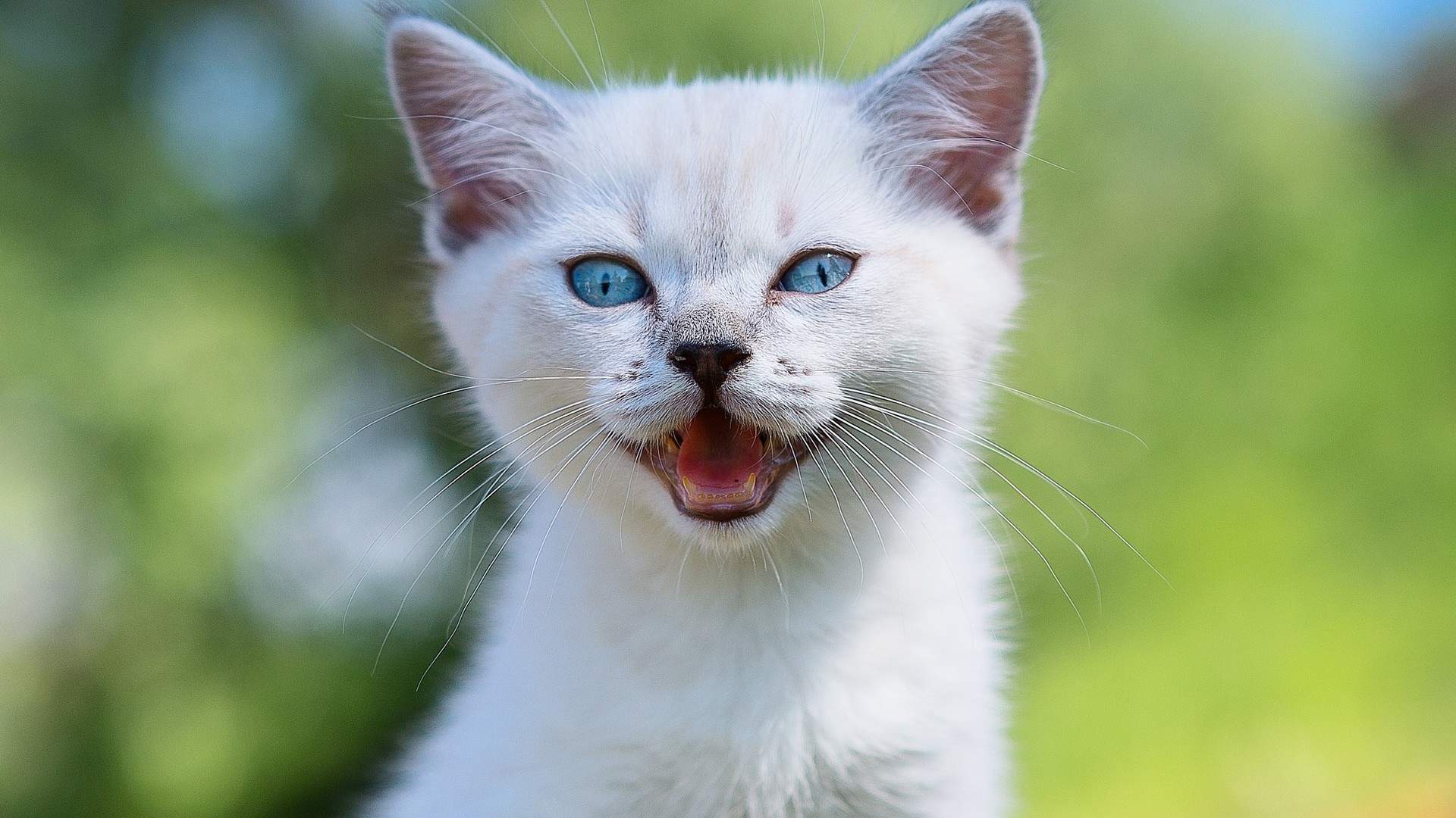 可爱卡通小猫咪高清图片手机壁纸图片