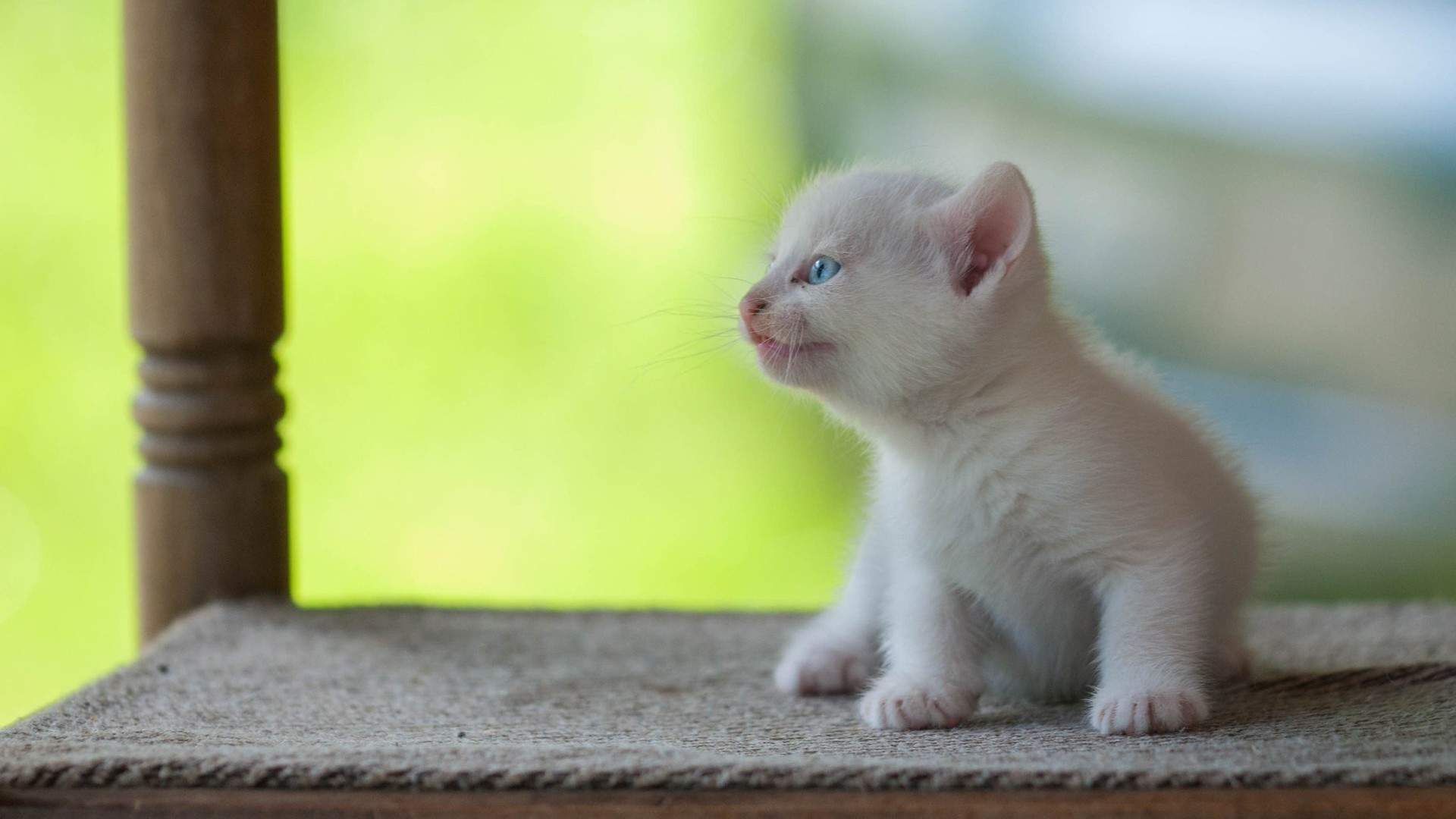 可爱卡通小猫咪高清图片手机壁纸图片