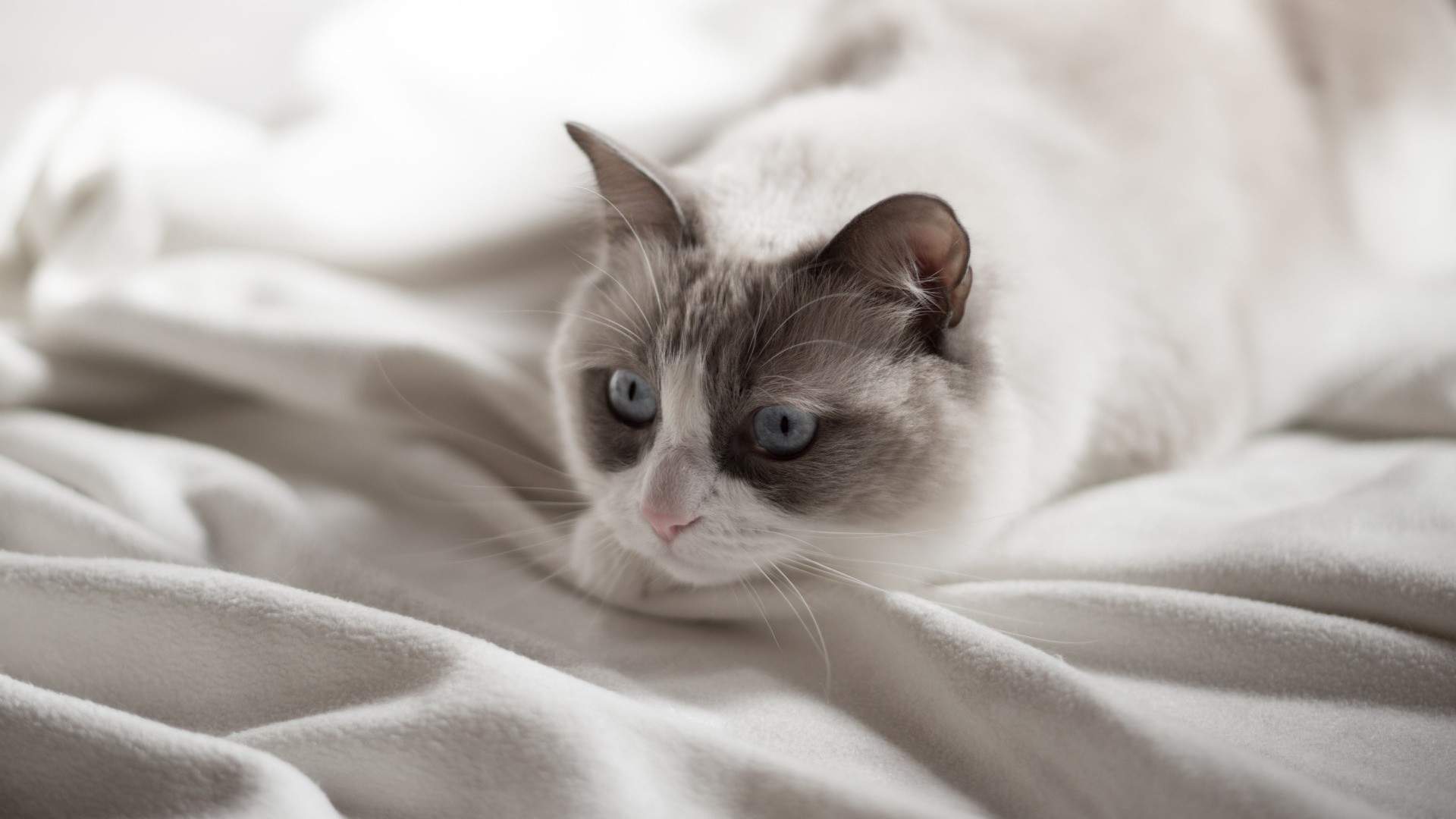 可爱卡通小猫咪高清图片手机壁纸图片