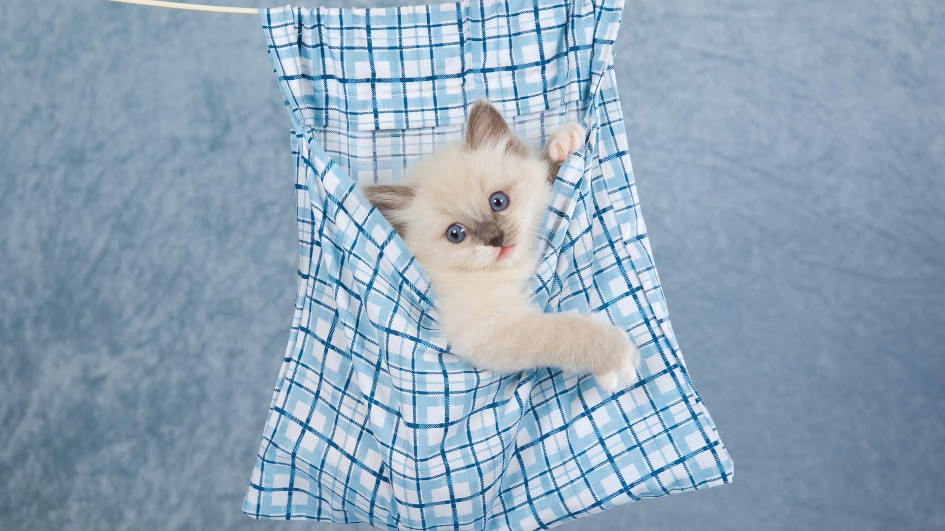 可爱卡通小猫咪高清图片手机壁纸图片