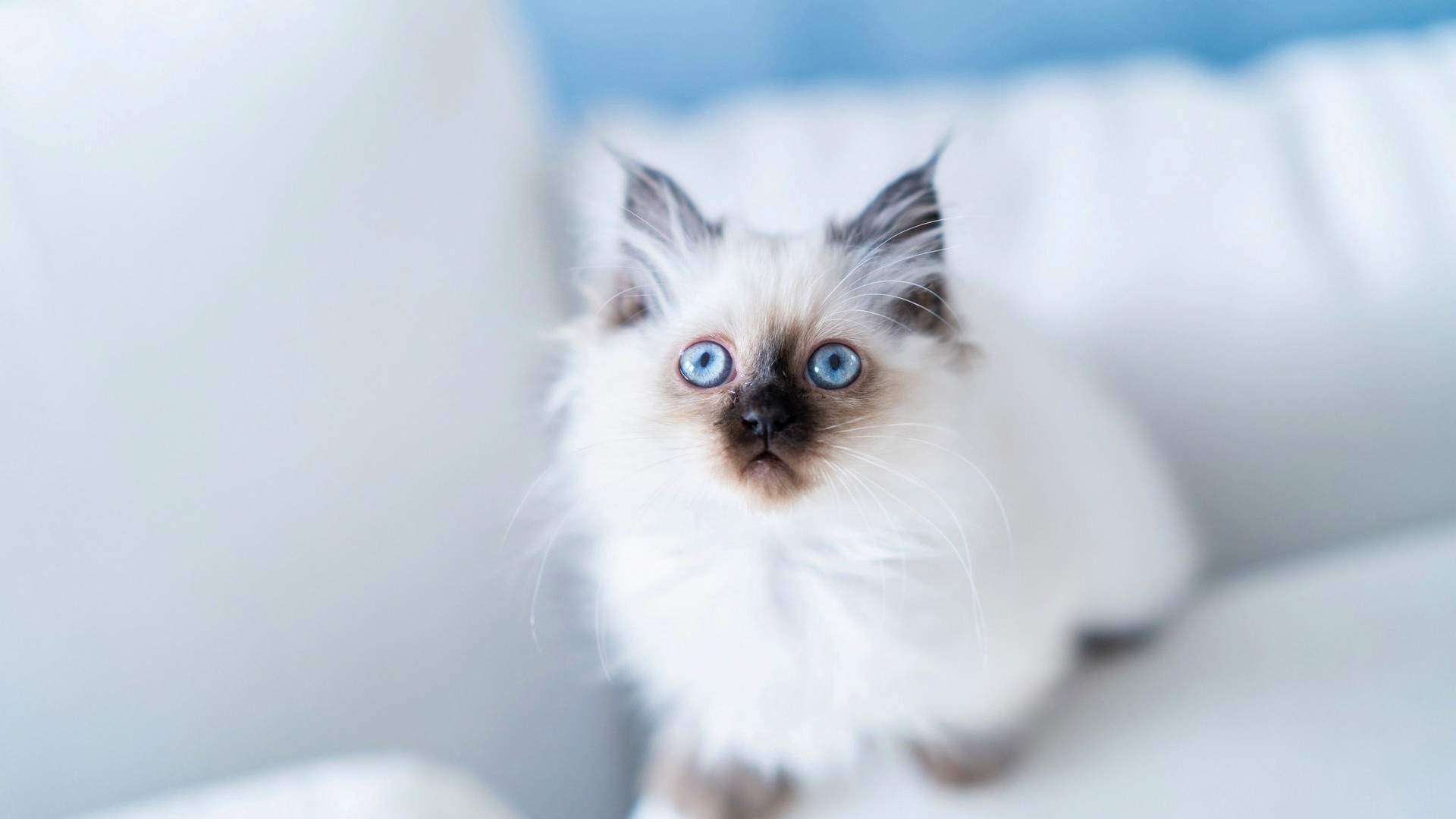 超可爱小猫图片高清手机壁纸图片