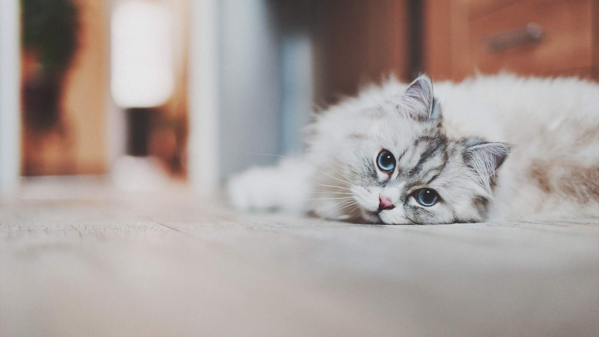 超可爱小猫图片高清手机壁纸图片