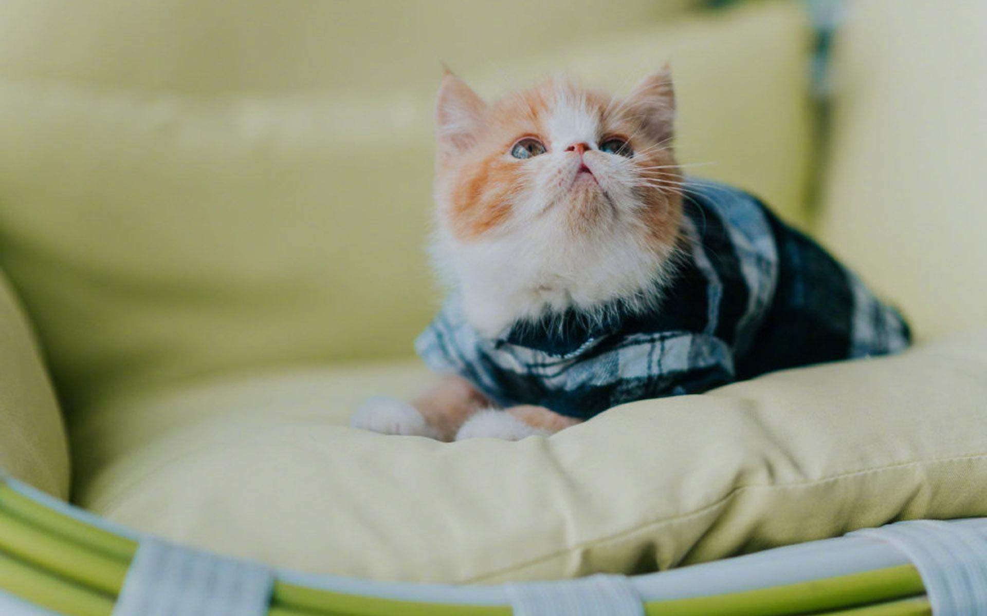 可爱小猫高清唯美桌面壁纸图片