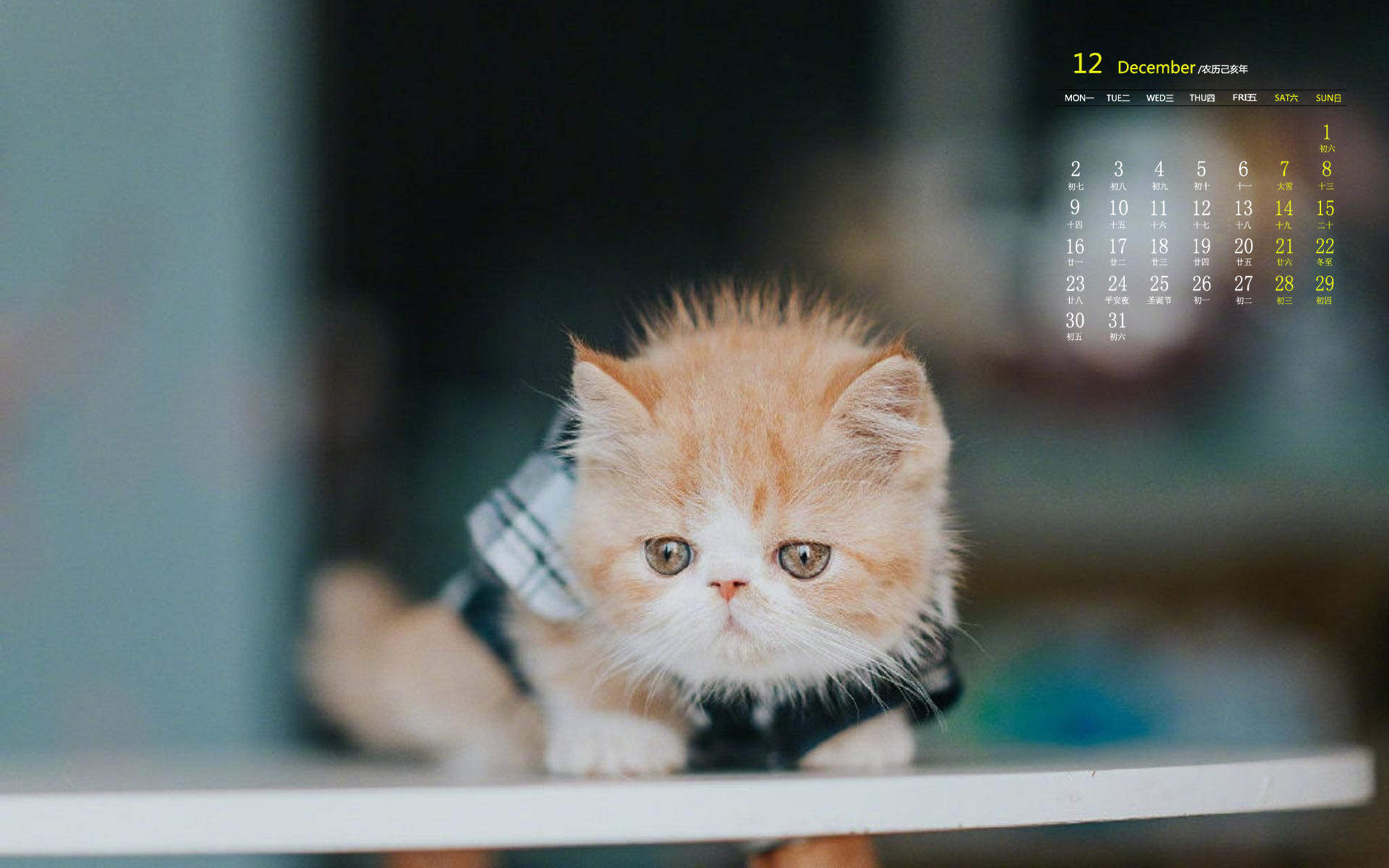小猫图片