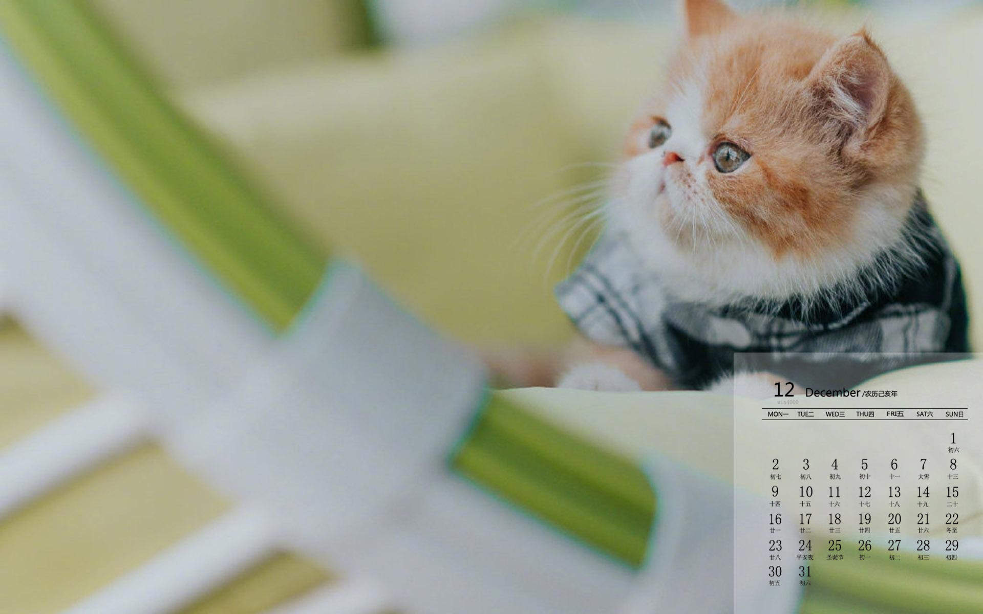 小猫图片