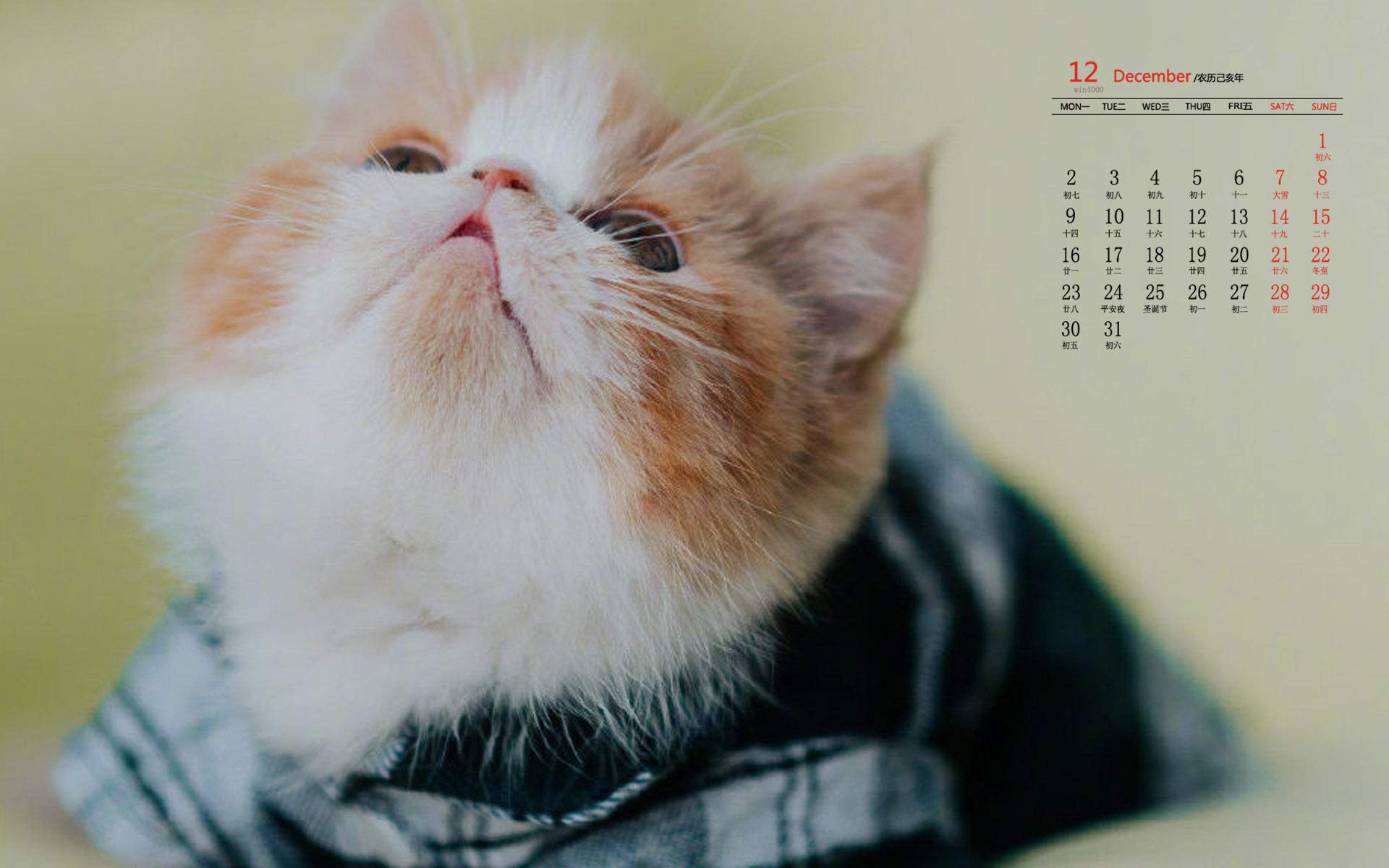 周放《大江大河》程小猫可爱表情包图片