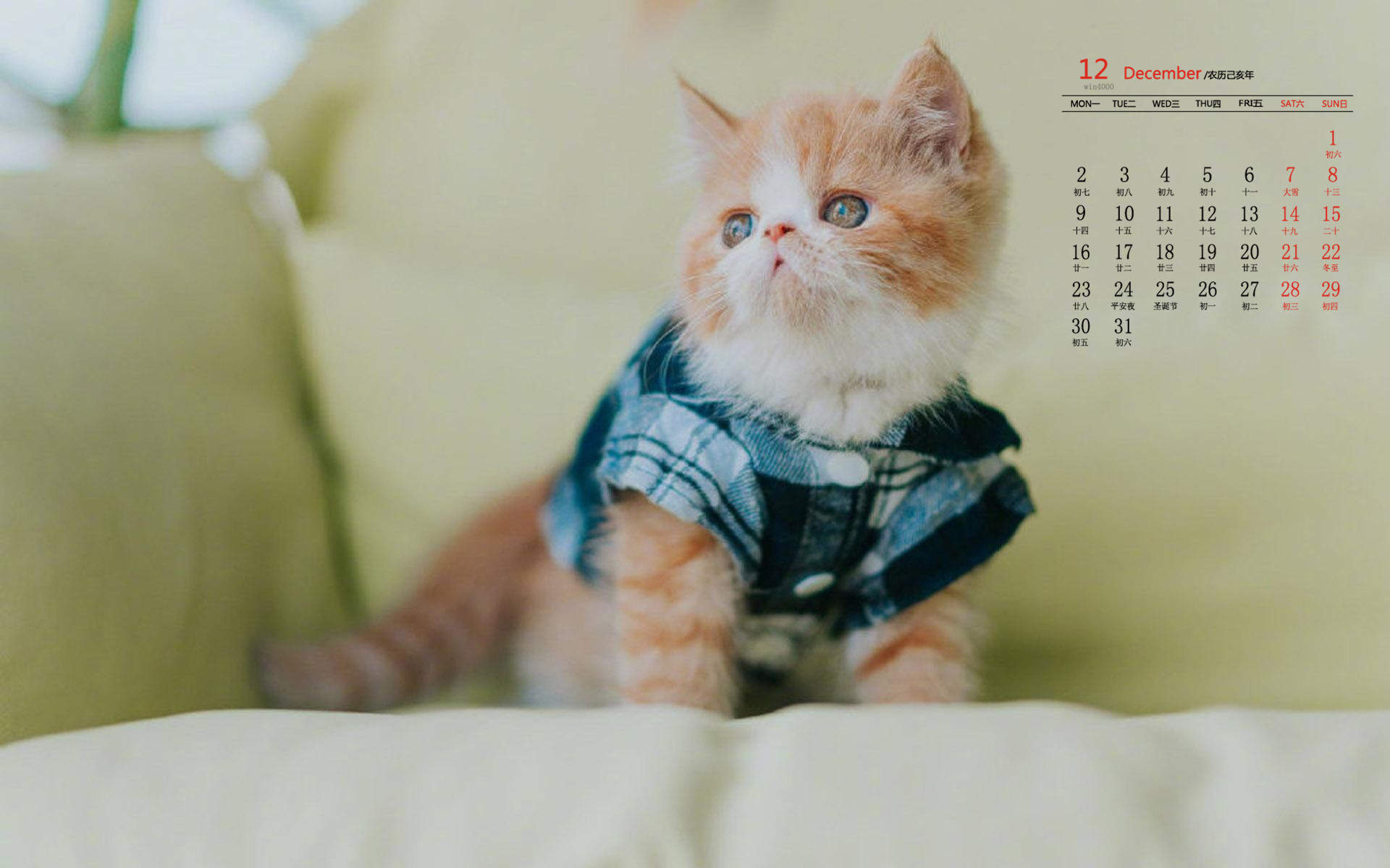 周放《大江大河》程小猫可爱表情包图片