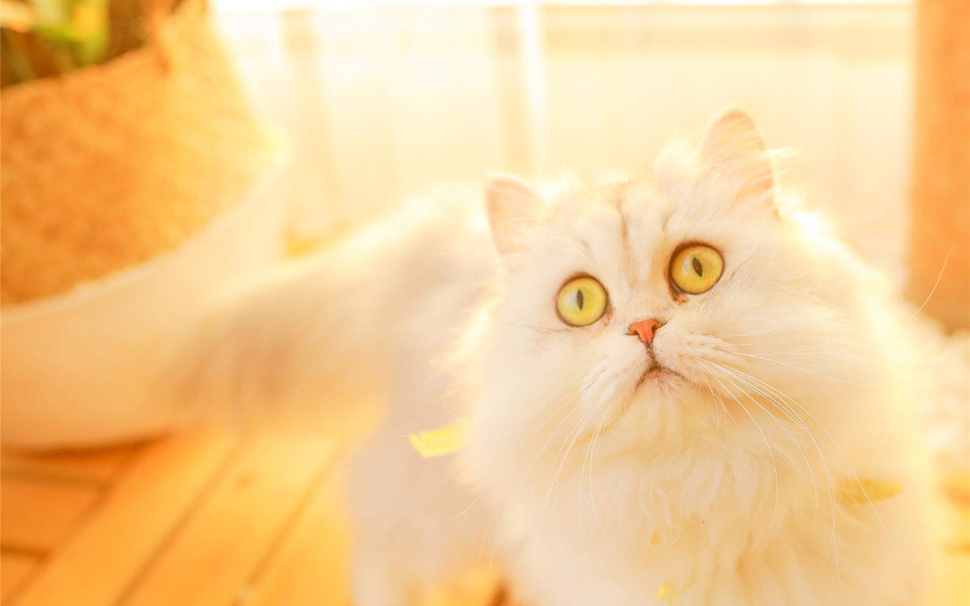 可爱卡通小猫咪高清图片手机壁纸图片