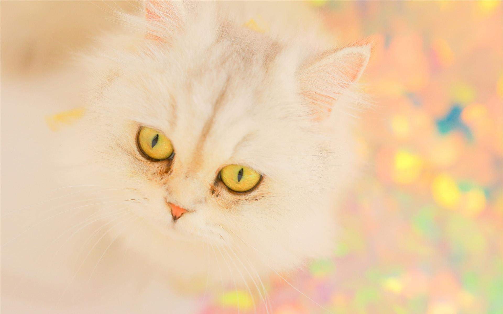 可爱小猫高清唯美桌面壁纸图片