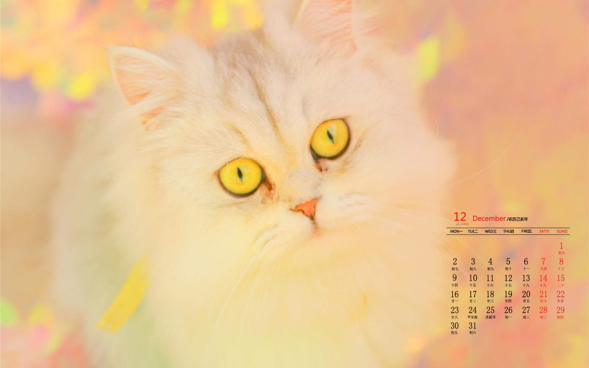 小猫图片