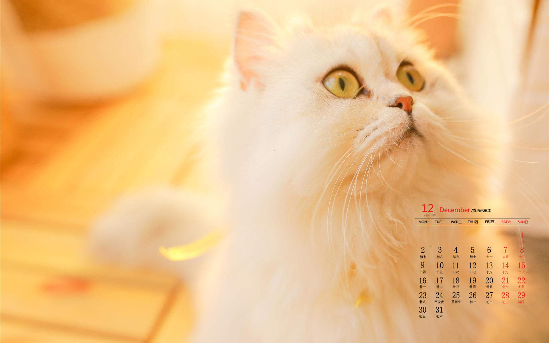 超可爱小猫图片高清手机壁纸图片