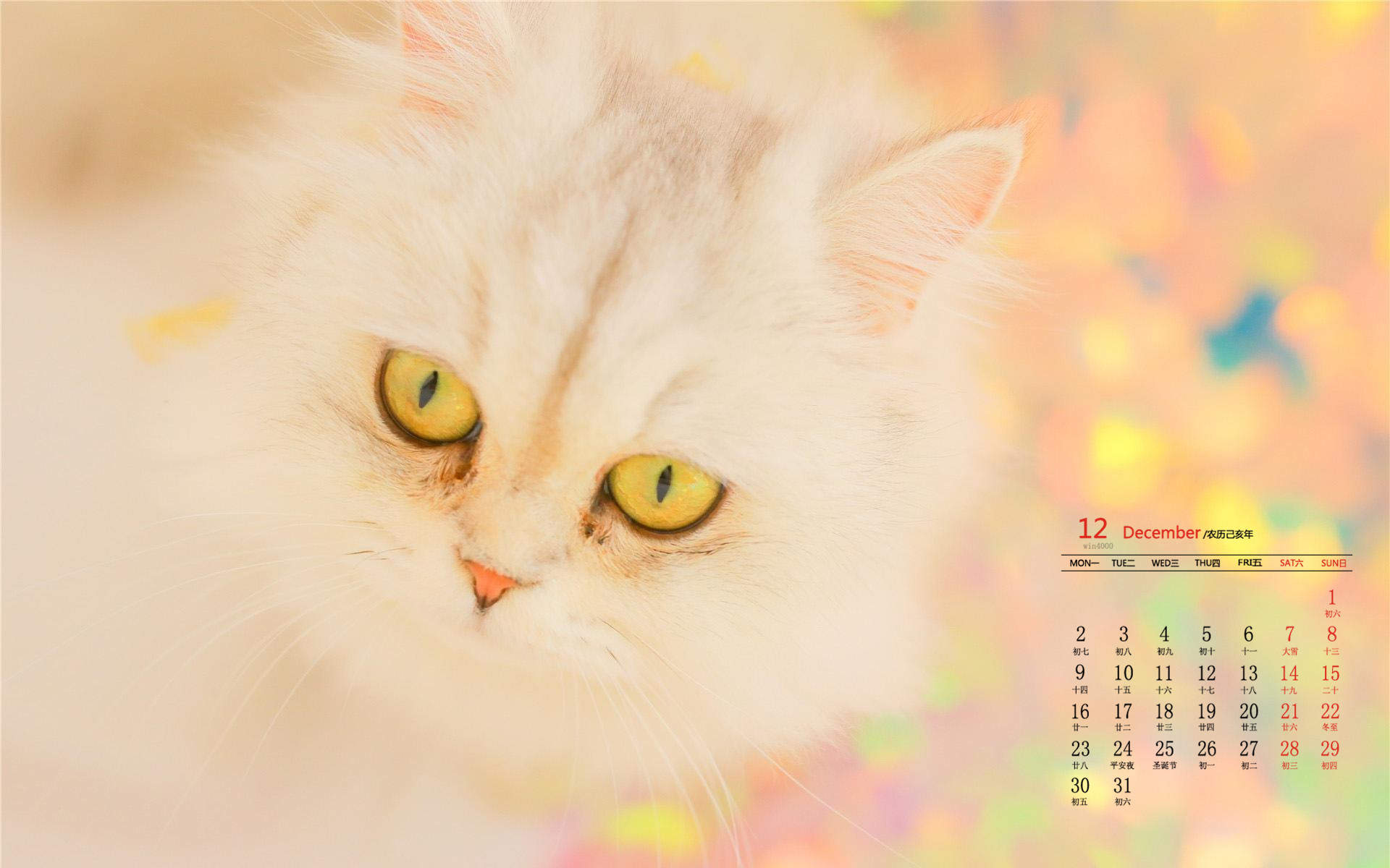 可爱萌宠猫咪图片 卖萌清新的小猫咪头像图片 喵星人头像图片图片