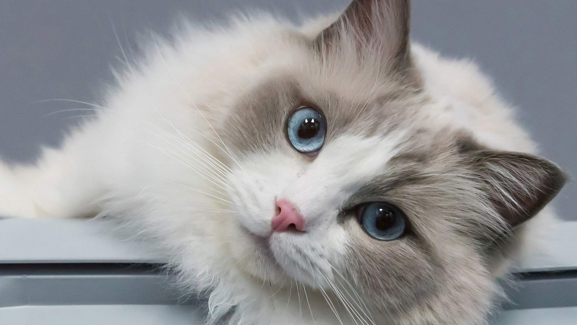 可爱卡通小猫咪高清图片手机壁纸图片