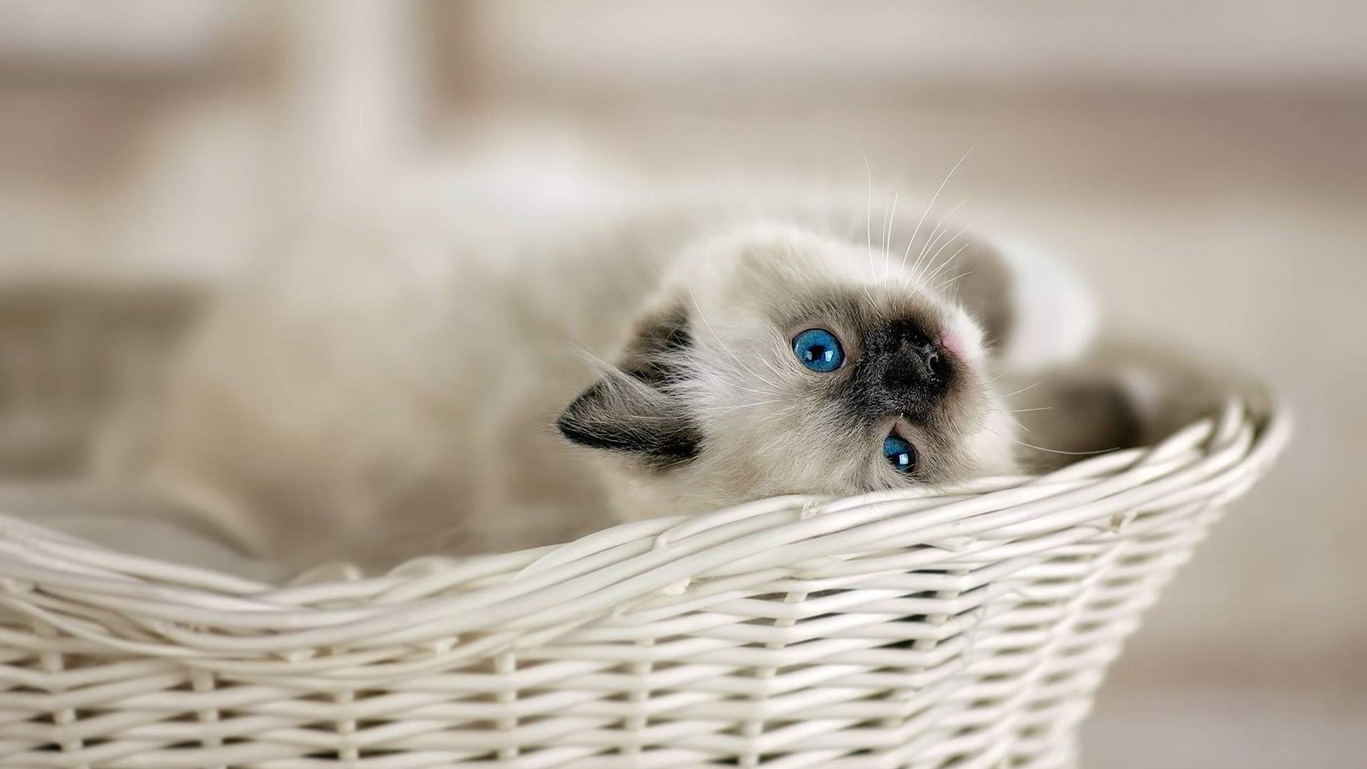 治愈系手绘可爱小猫咪手机壁纸 第一辑图片