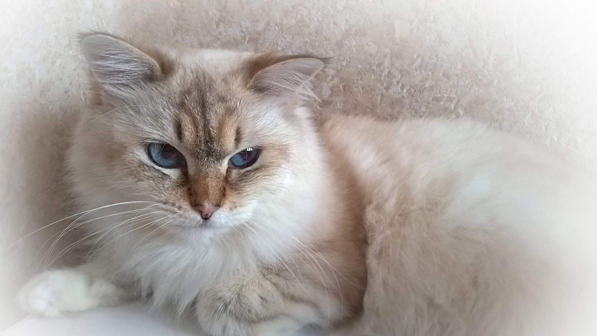 治愈系手绘可爱小猫咪手机壁纸 第一辑图片