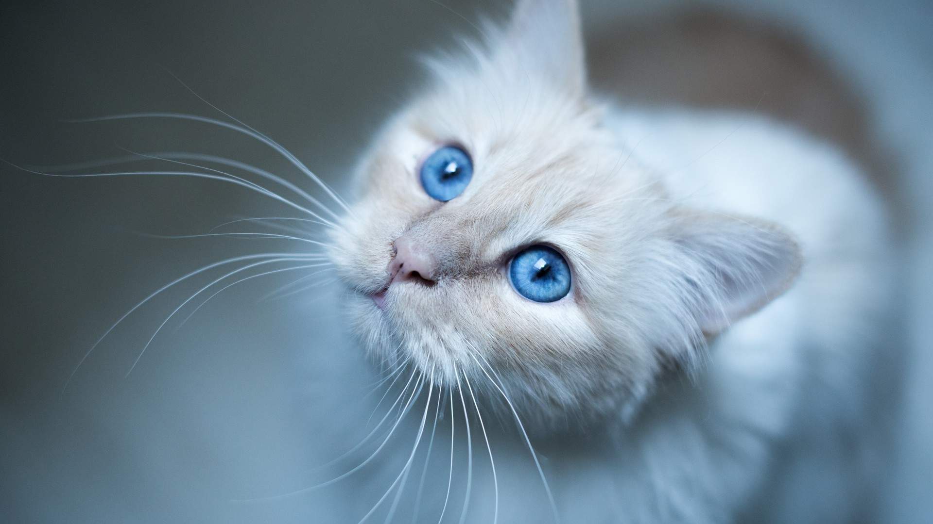 可爱卡通小猫咪高清图片手机壁纸图片