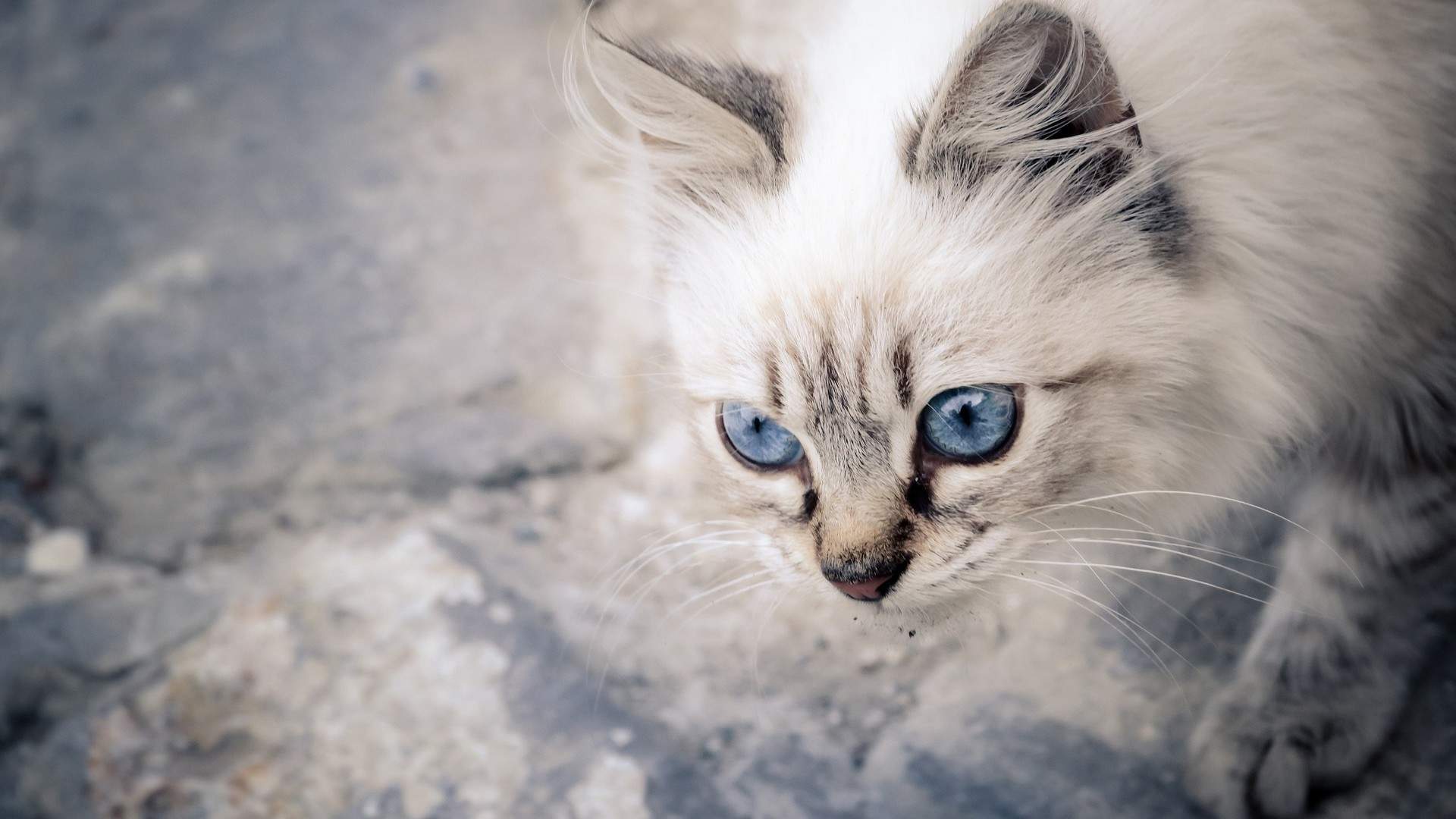 治愈系手绘可爱小猫咪手机壁纸 第一辑图片