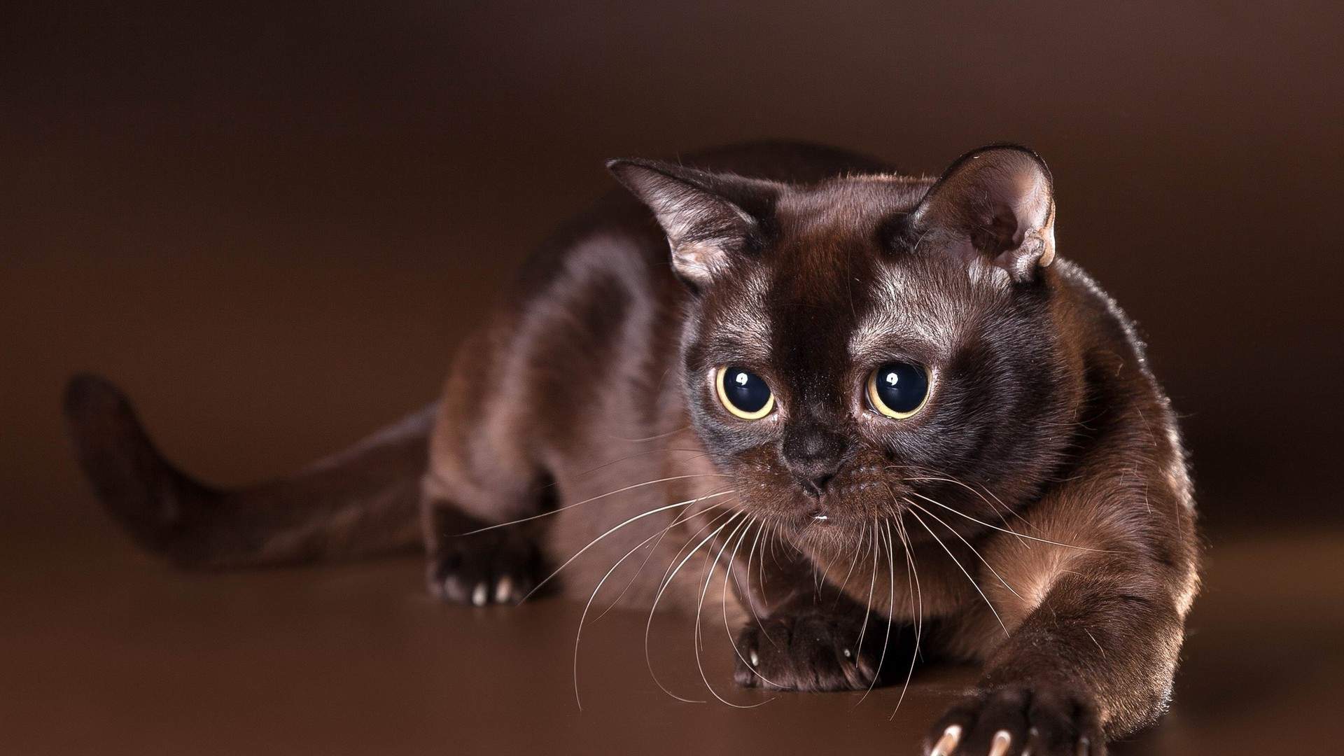 超可爱小猫图片高清手机壁纸图片