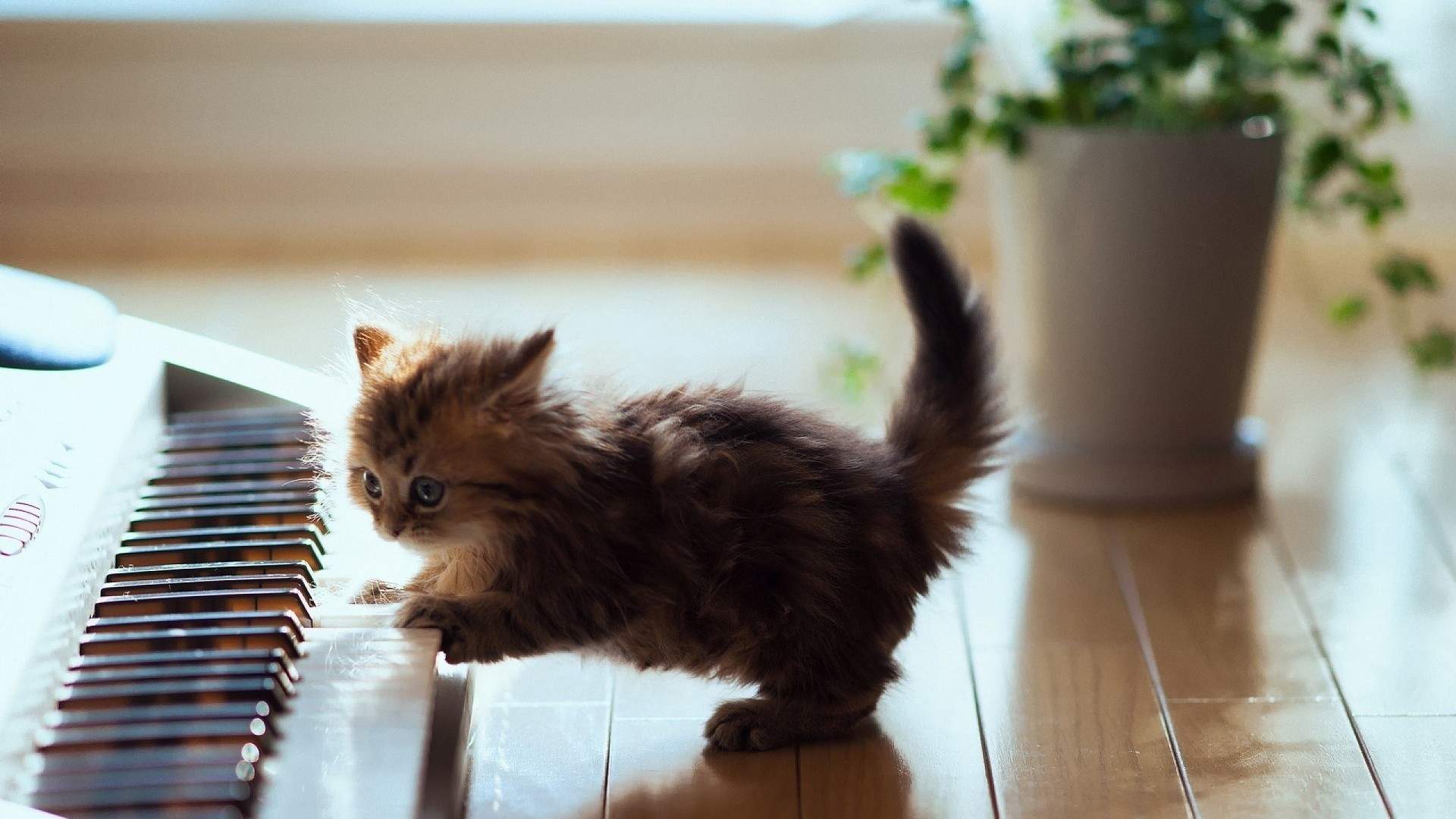 可爱小猫高清唯美桌面壁纸图片