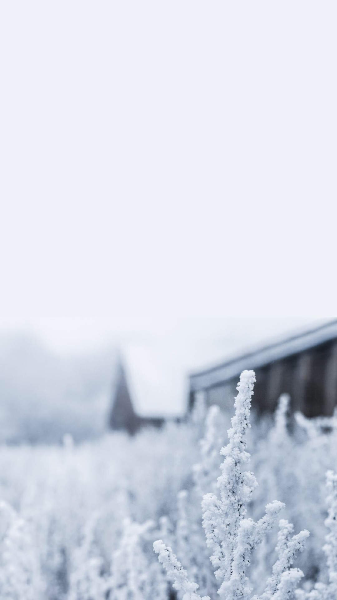 冬天树木森林白雪自然风景精选桌面壁纸图片下载图片
