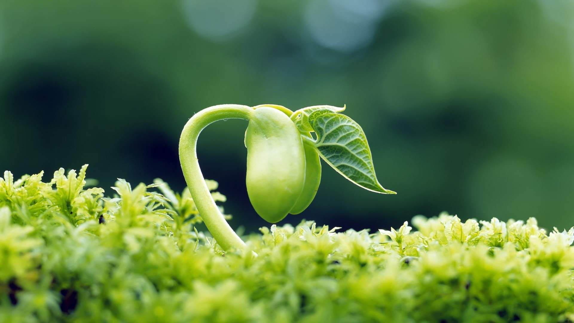 绿色植物图片