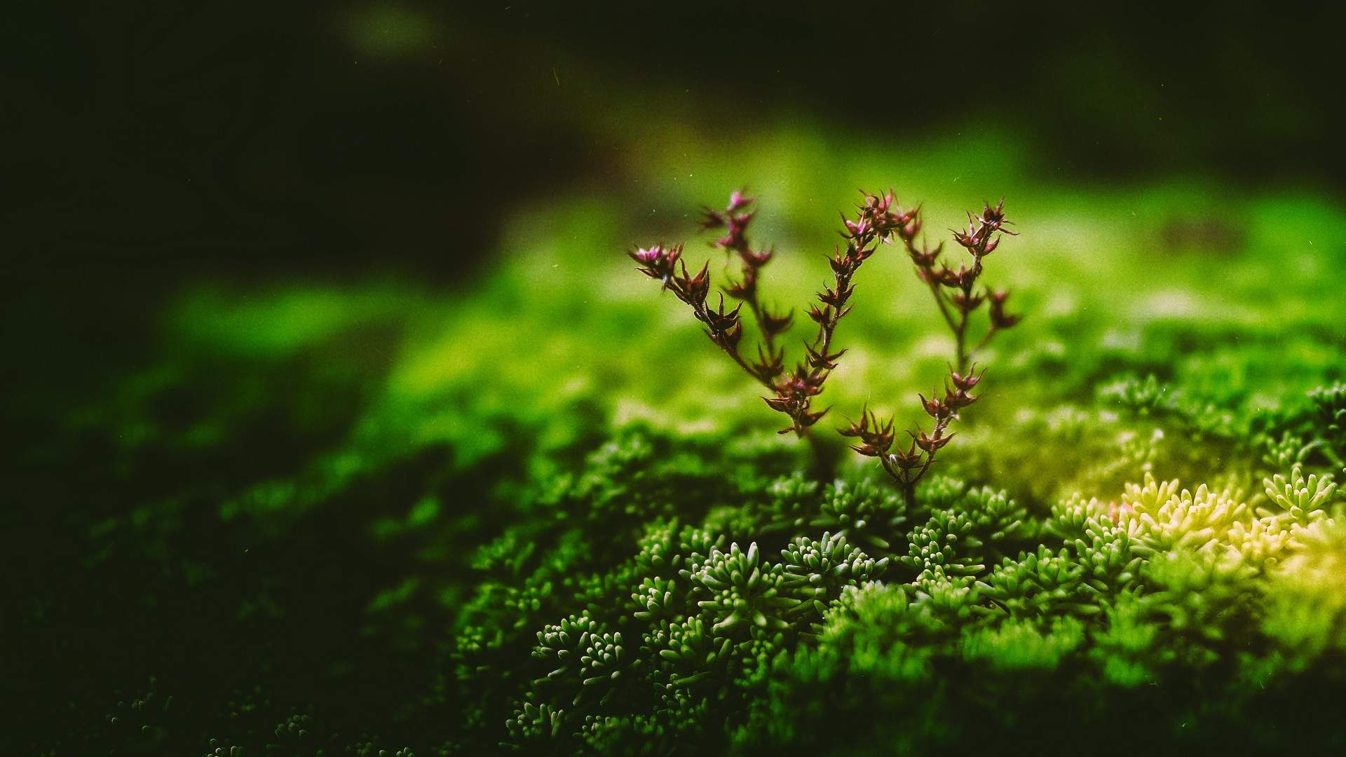 小清新绿色植物图片手机壁纸图片