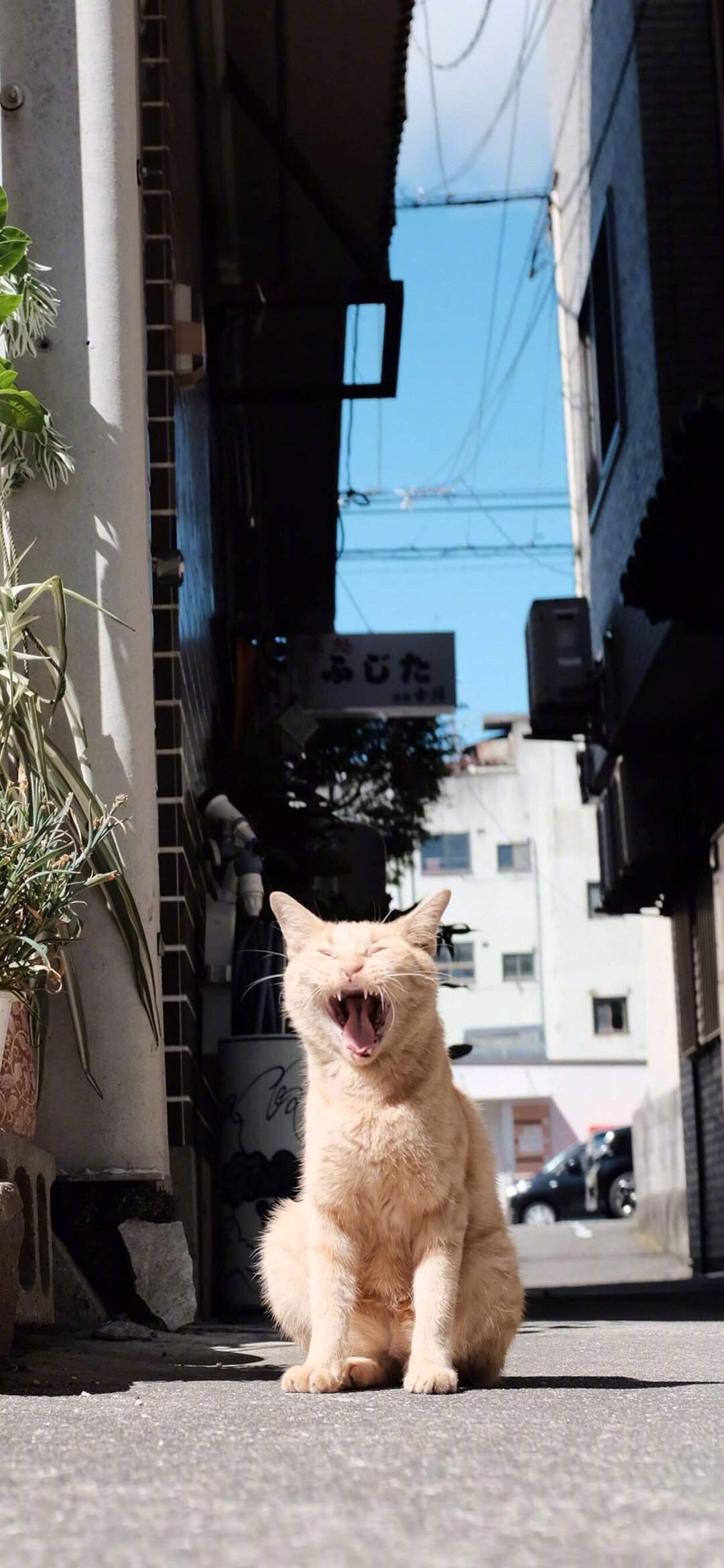 萌系小猫摄影高清手机壁纸图片