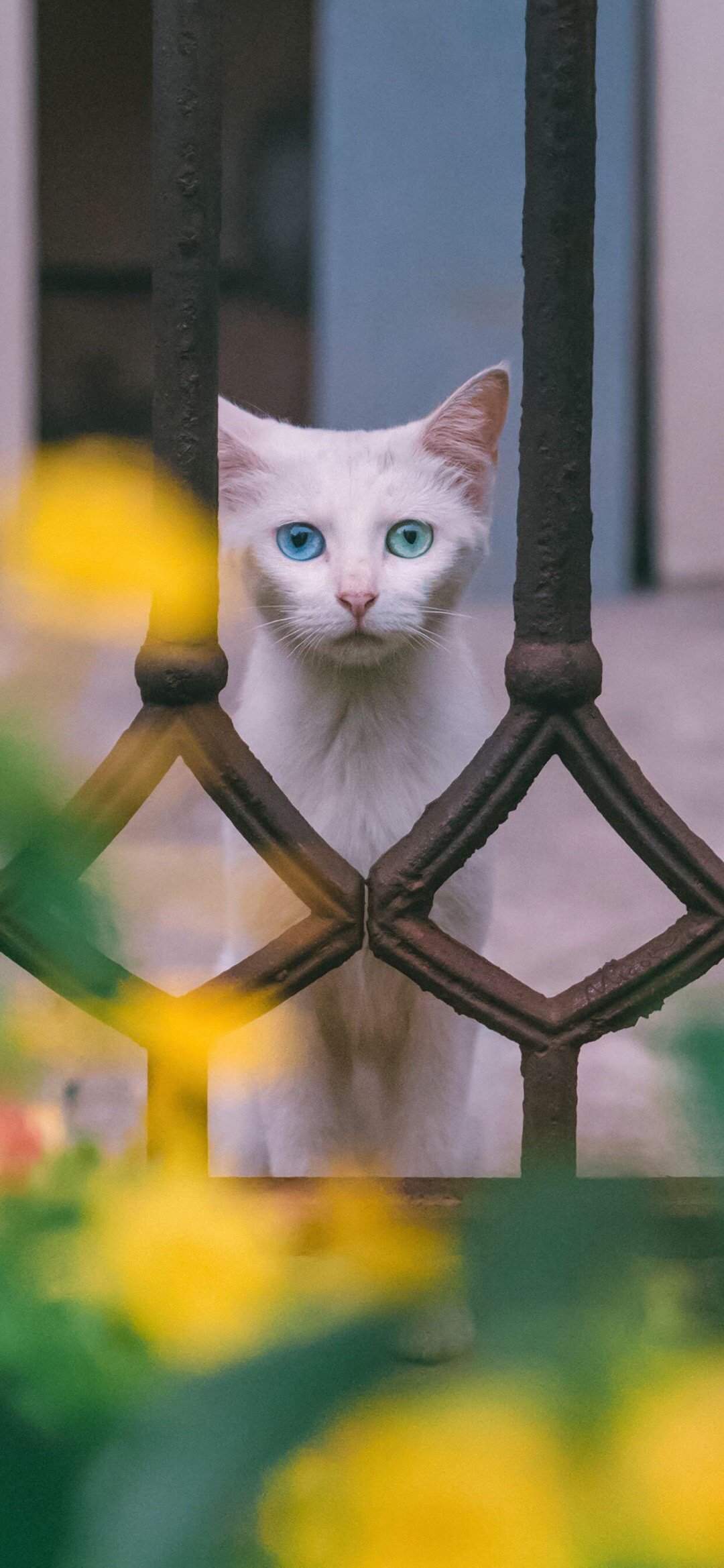 90后性感小猫咪写真图片