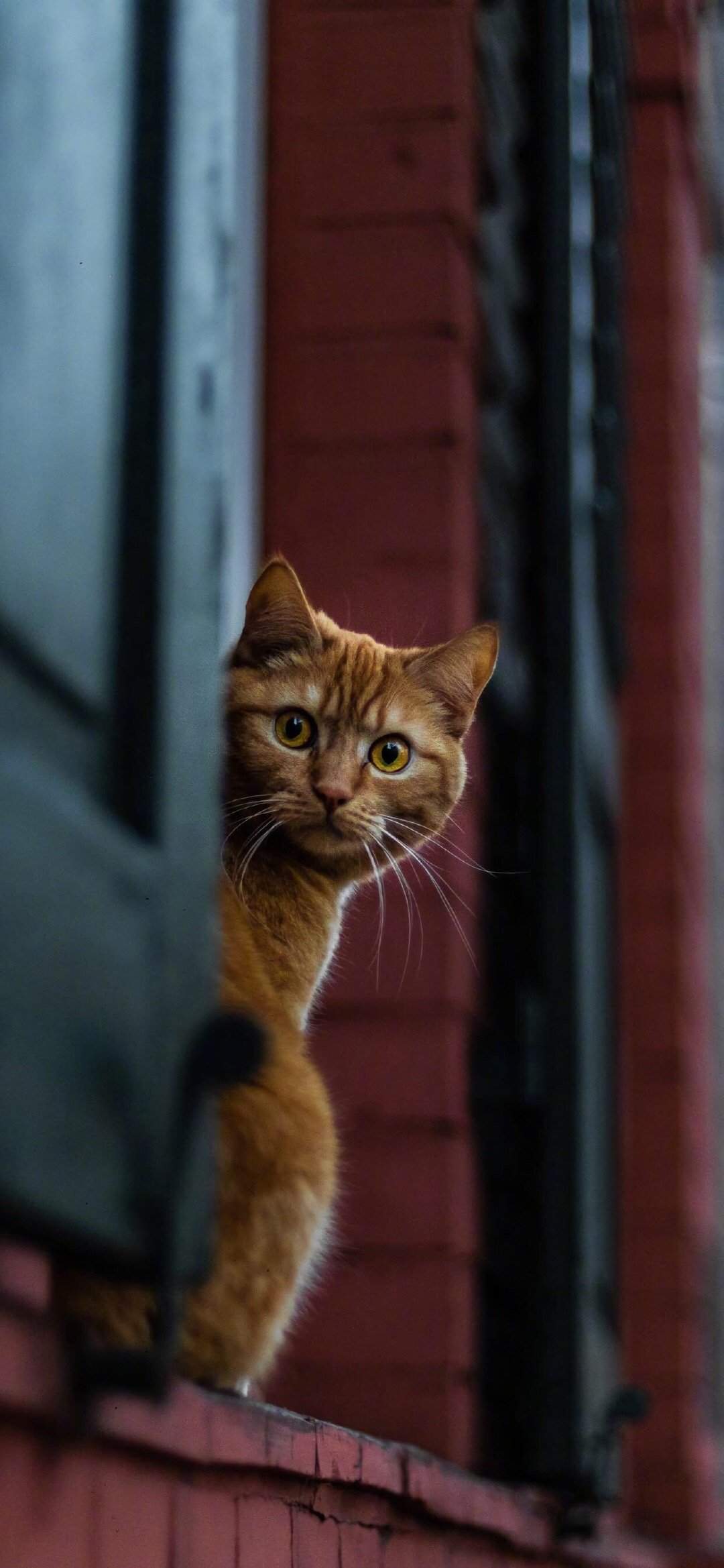 小猫图片