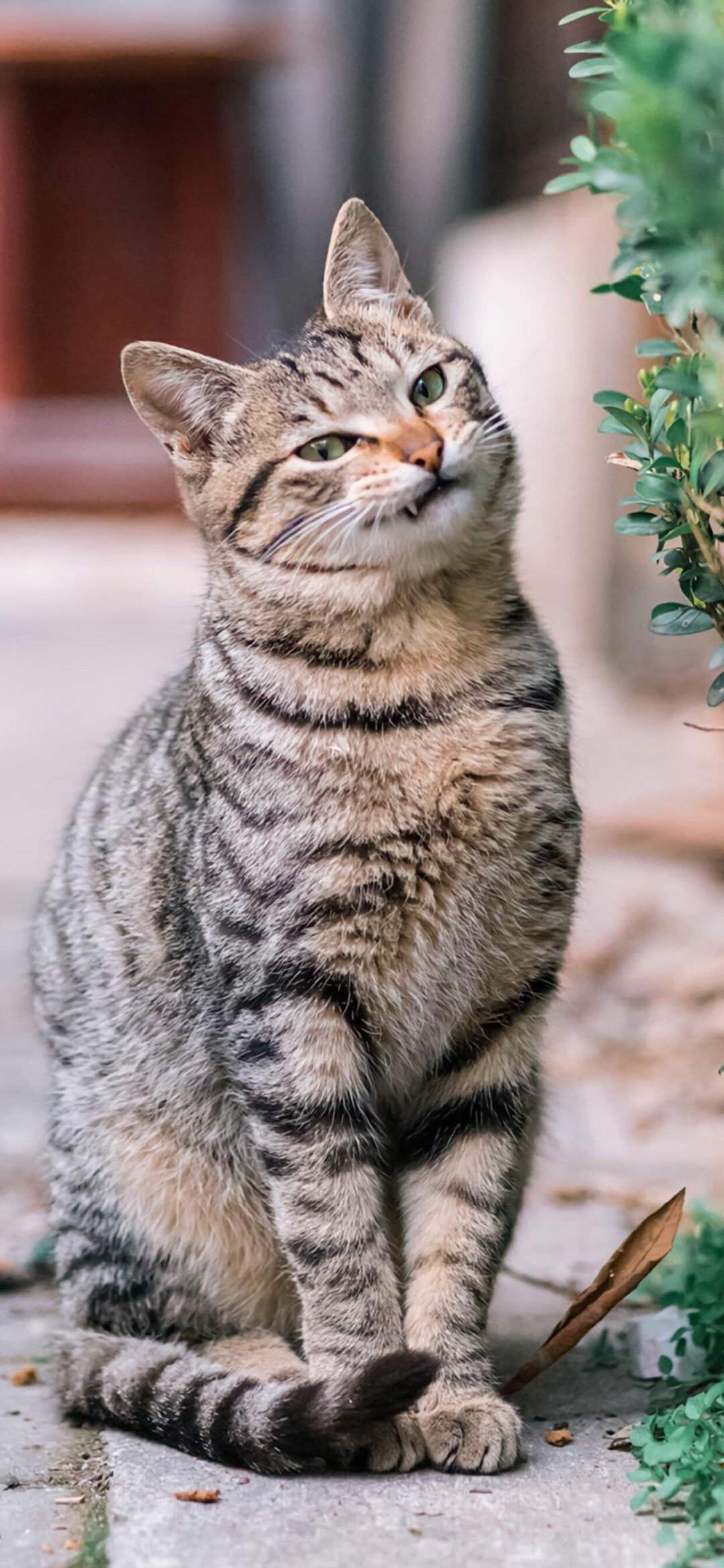 90后性感小猫咪写真图片