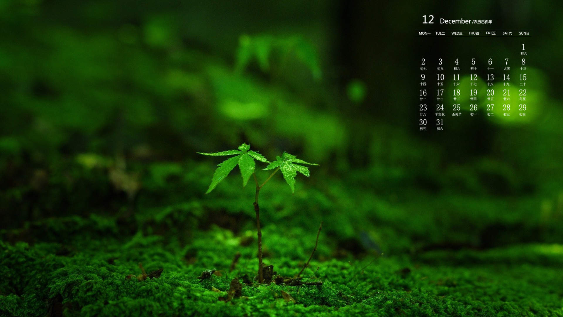 嫩芽图片