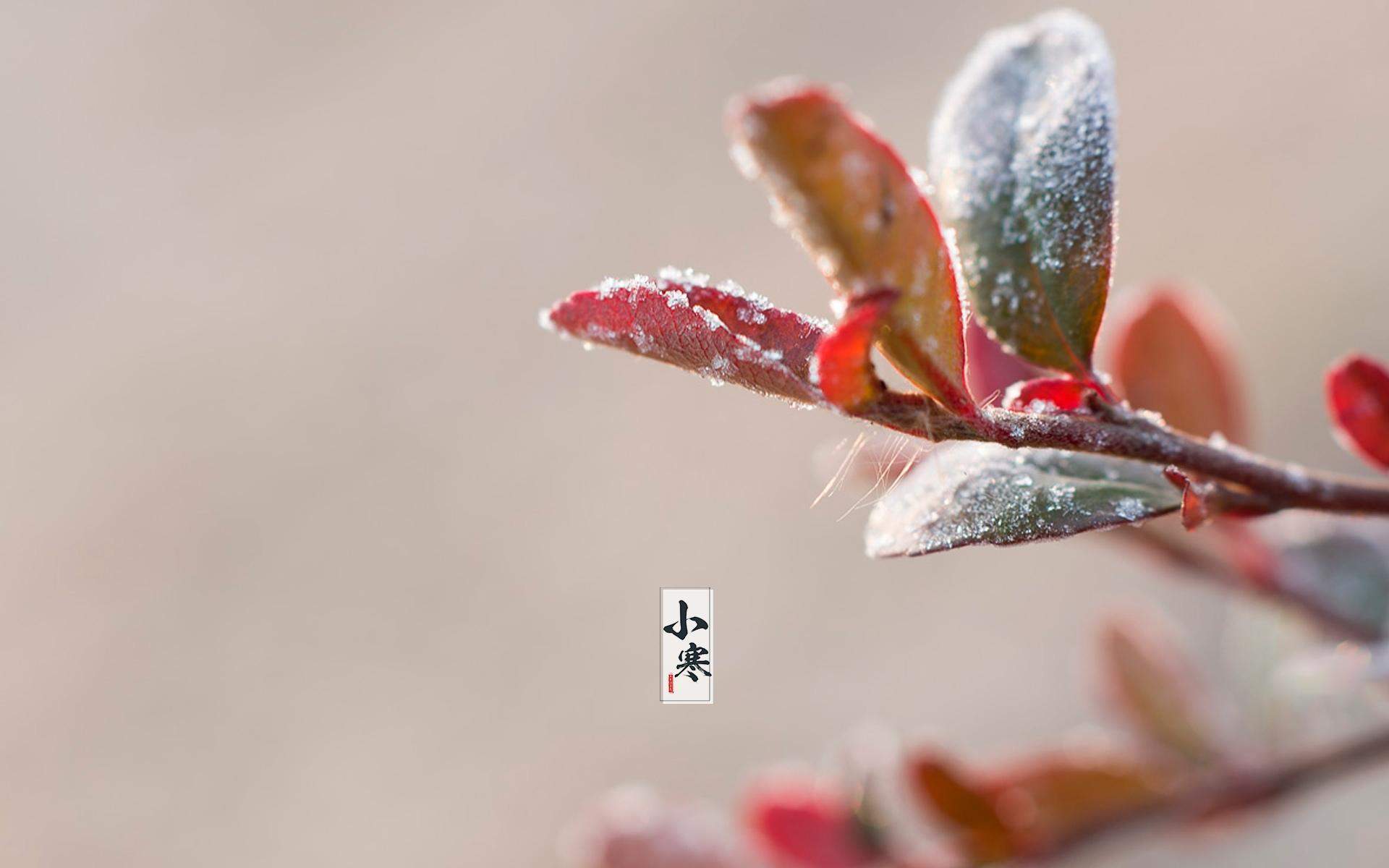 紫色薰衣草唯美风景图片桌面壁纸图片
