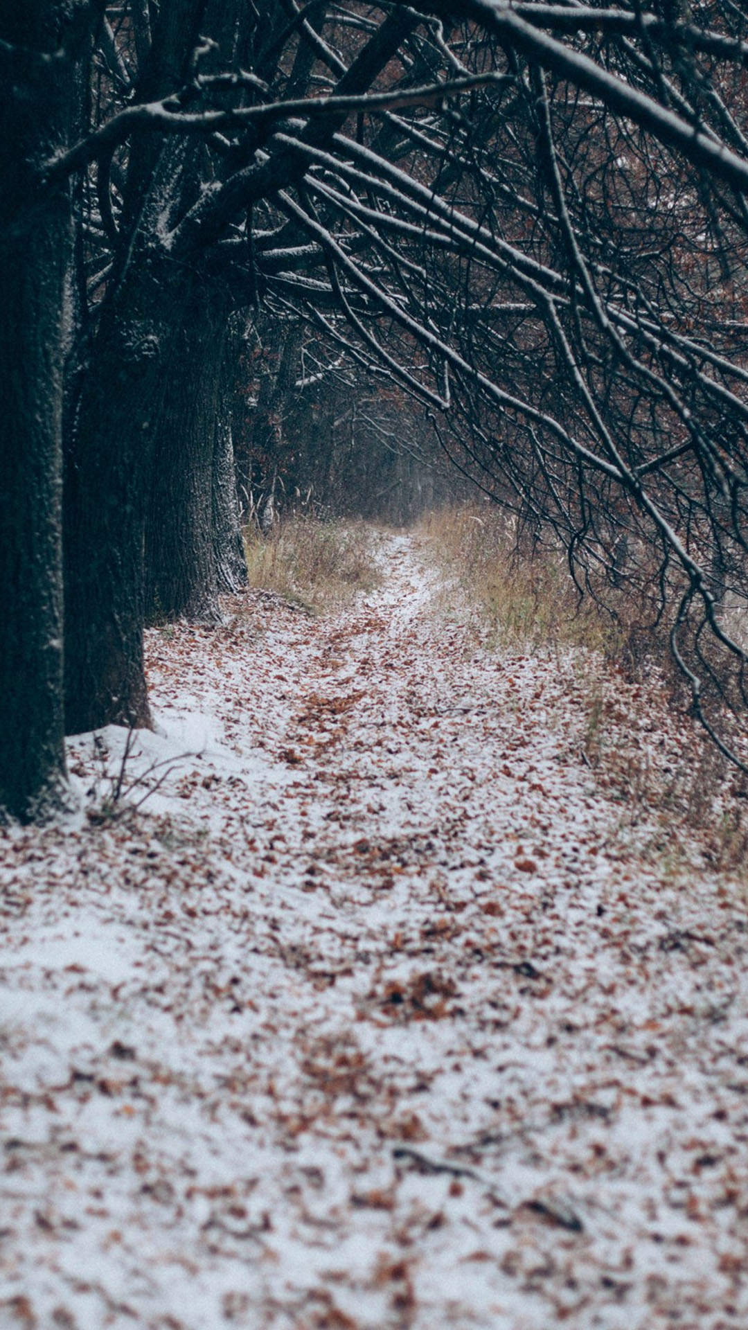 马苏雪景唯美浪漫写真图片图片